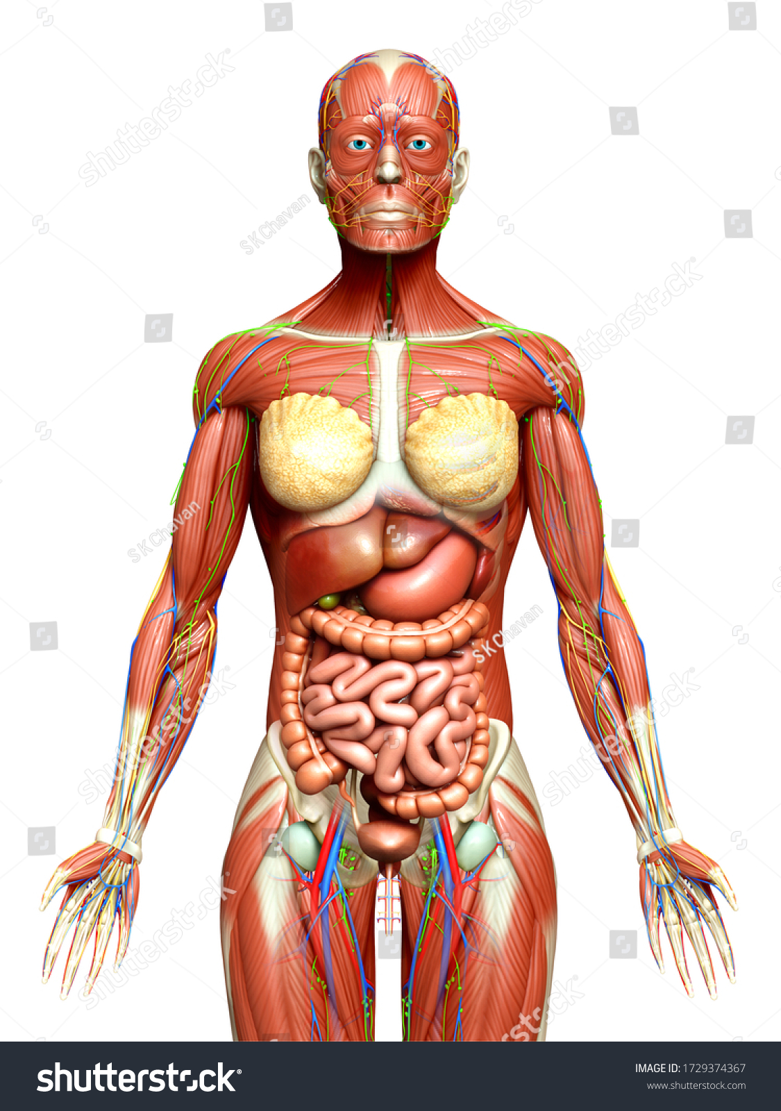 3d Rendered Medically Accurate Female Anatomy Stock Illustration 1729374367 Shutterstock 7448