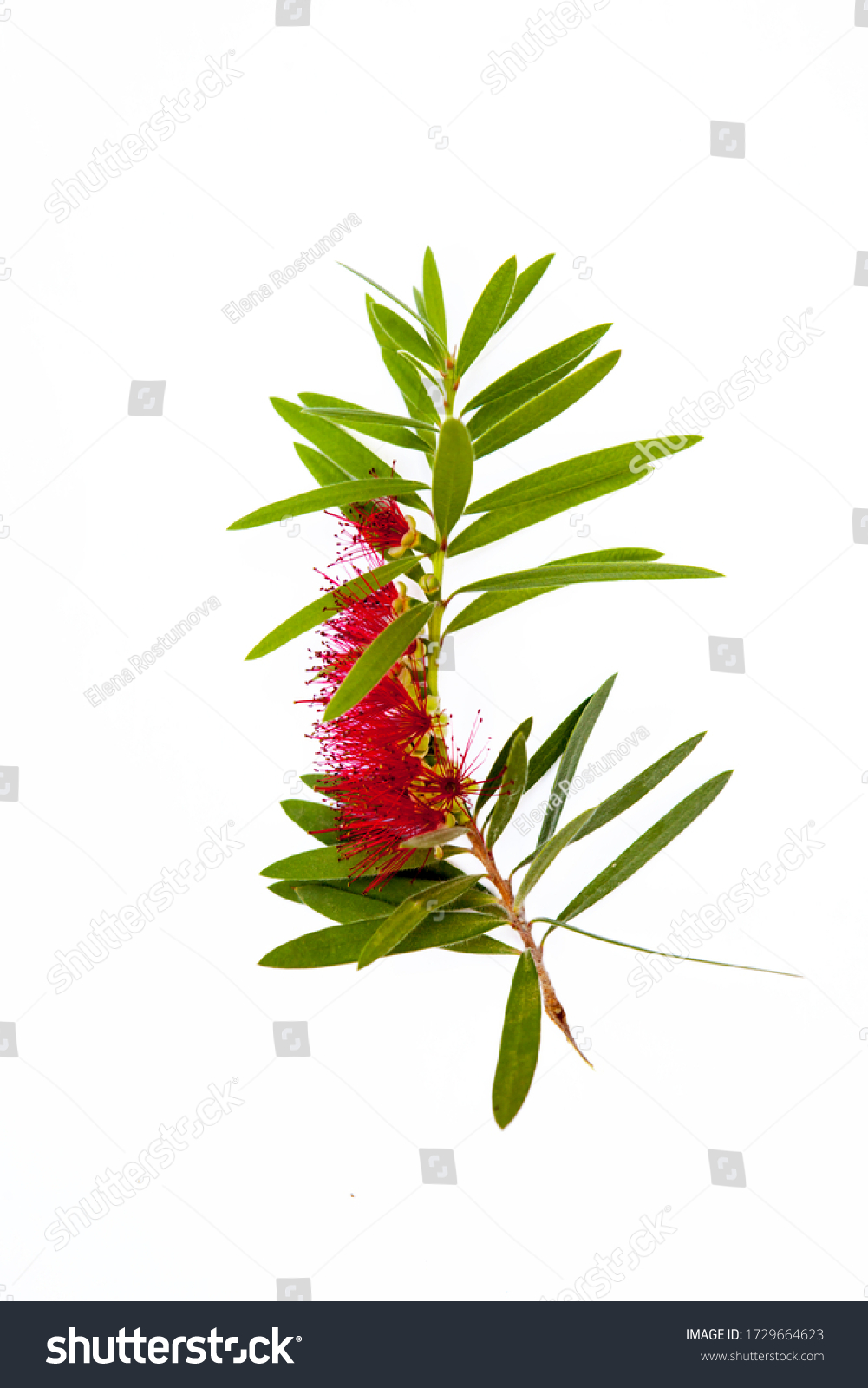 1,210 Melaleuca flower white Images, Stock Photos & Vectors | Shutterstock