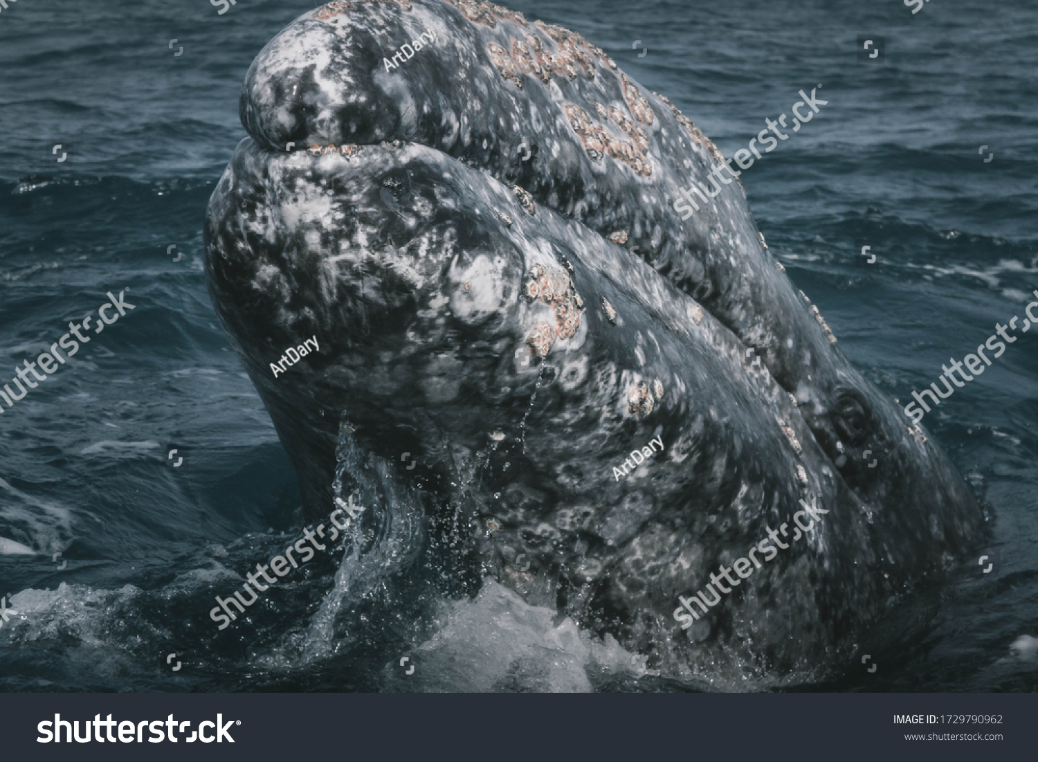 Grey Whales Head Baby Whale Grey Stock Photo 1729790962 | Shutterstock