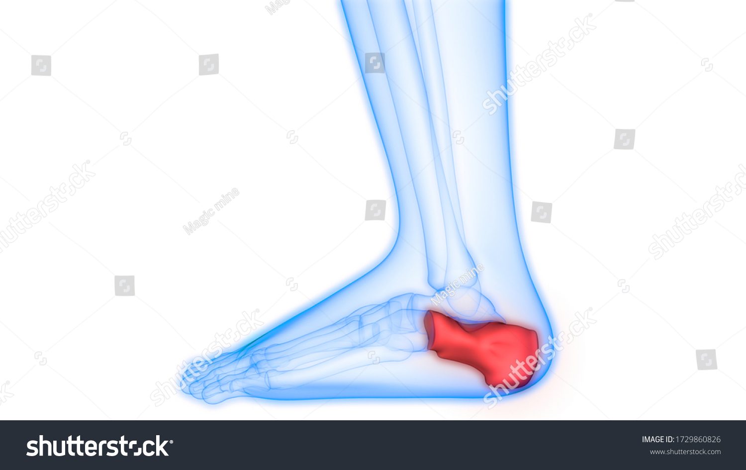 Human Skeleton System Calcaneus Bone Joints Stock Illustration ...