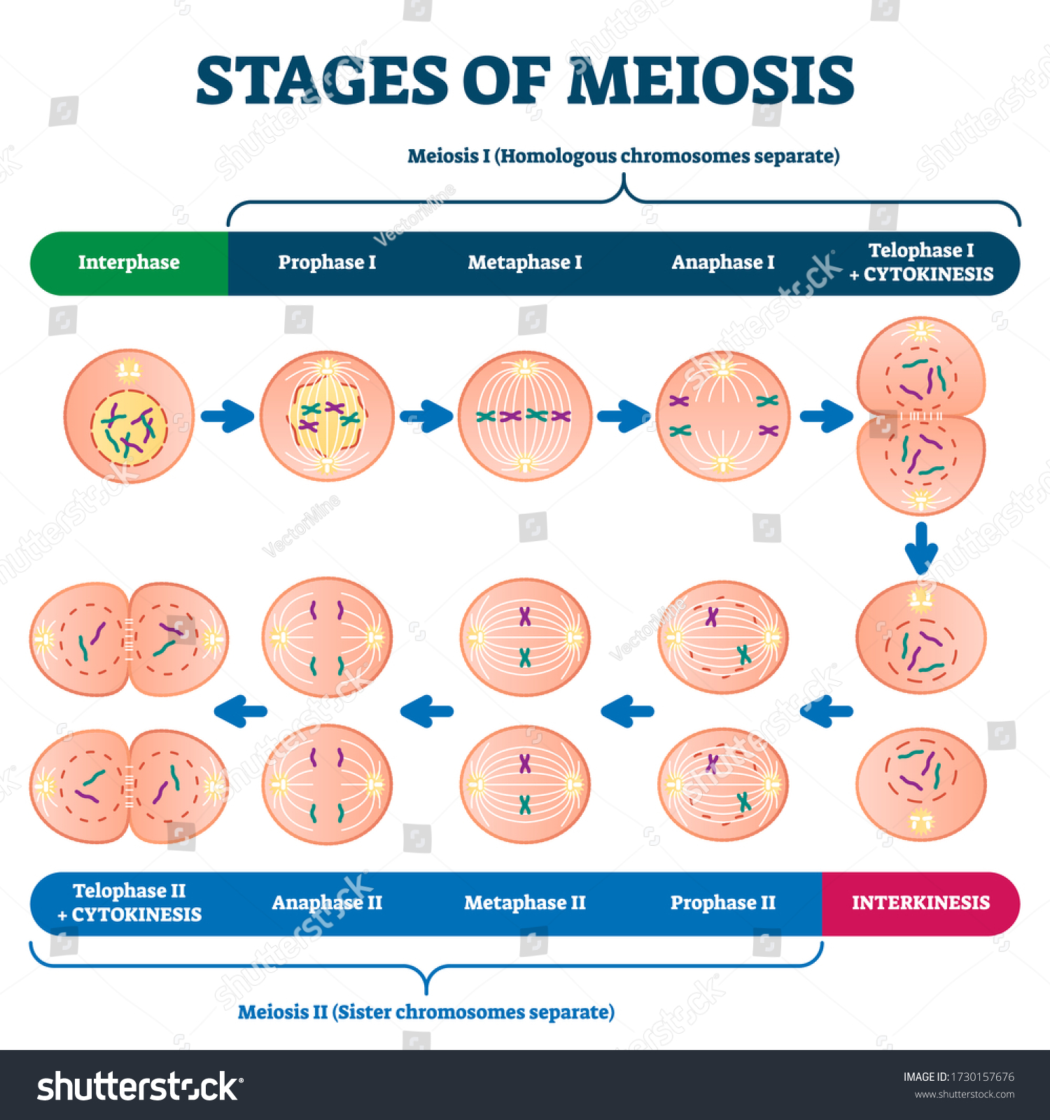 Stages Meiosis Vector Illustration Labeled Cell Immagine Vettoriale Stock Royalty Free 8810