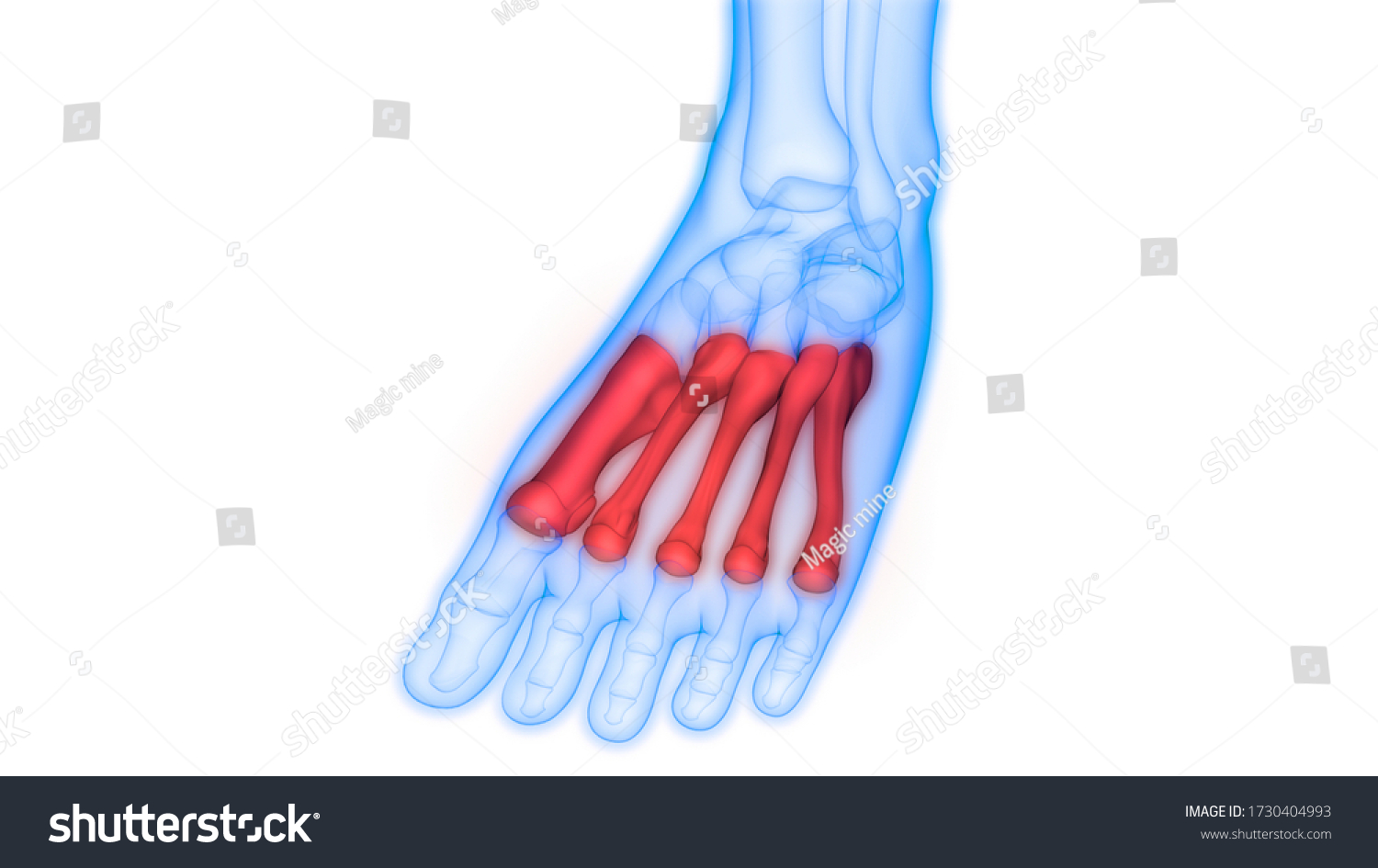 Human Skeleton System Metatarsals Bones Anatomy Stock Illustration ...