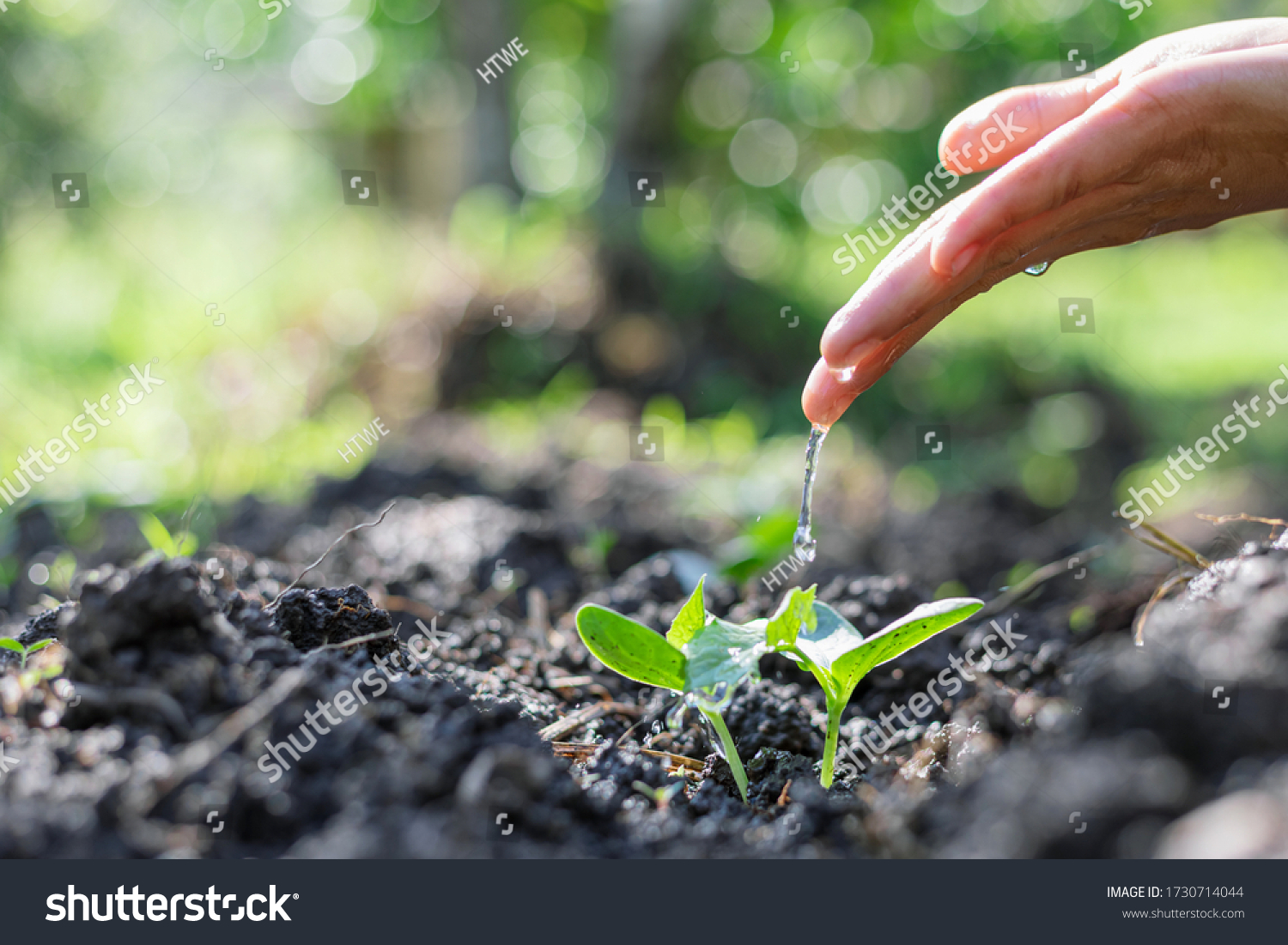 Hand Nurturing Watering Young Baby Plants Stock Photo 1730714044 ...