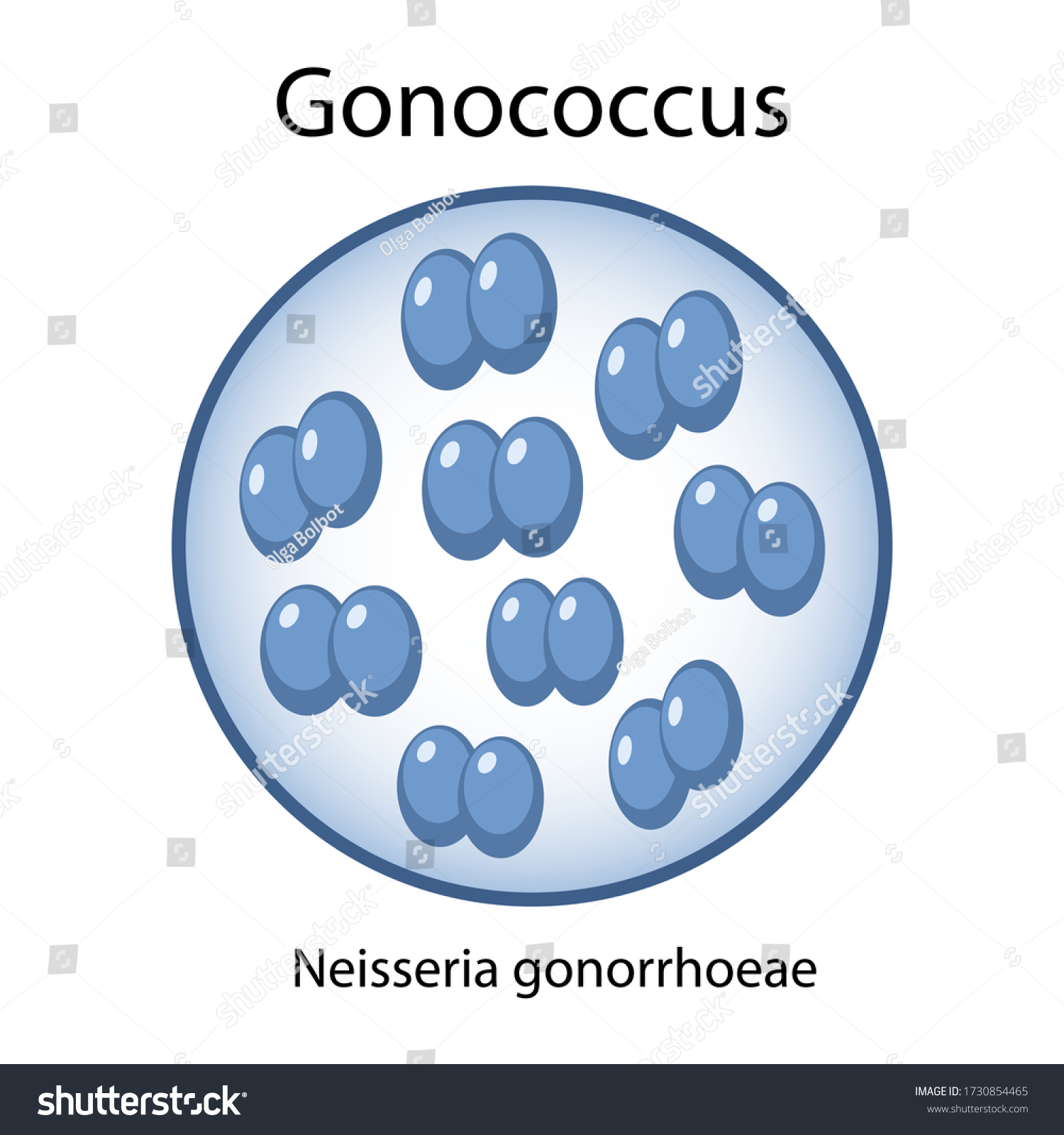 Gonococcus Bacteria Magnifying Glass Microbiology Vector Stock Vector ...