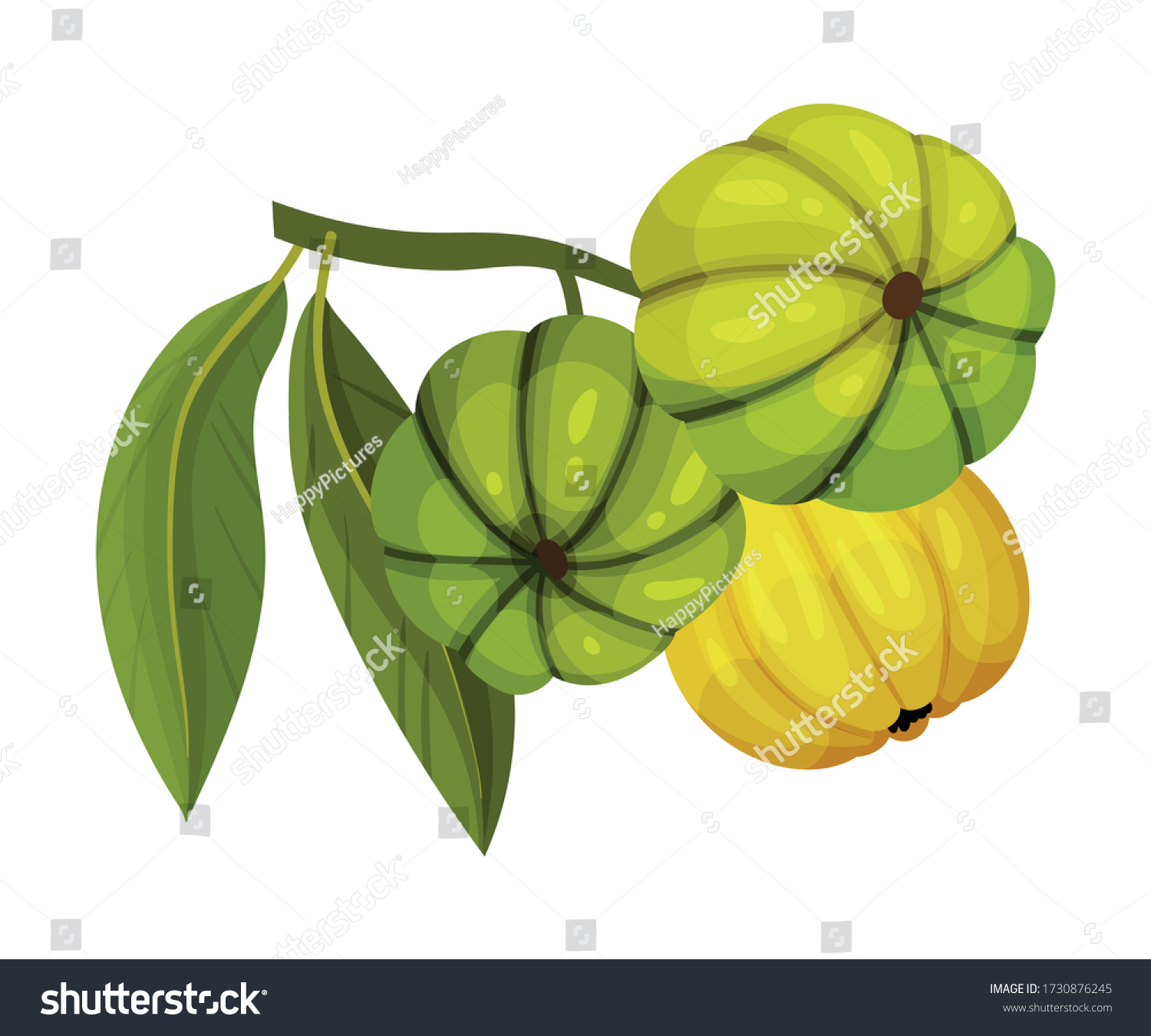 Garcinia Cambogia Fruit Oblong Green Leaves Stock Vector (Royalty Free ...