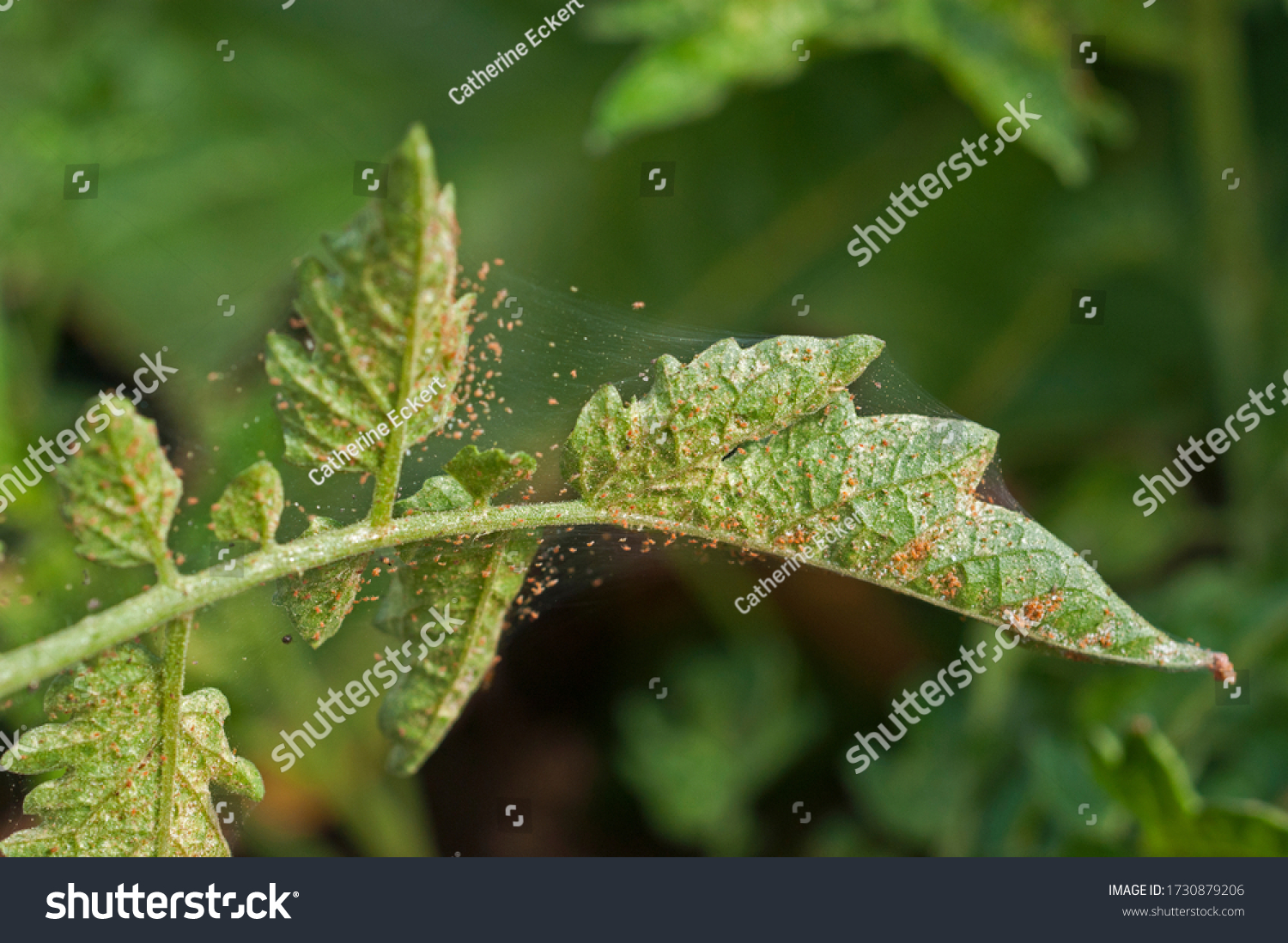 Spider Mite Infestation On Tomato Crop Stock Photo 1730879206 