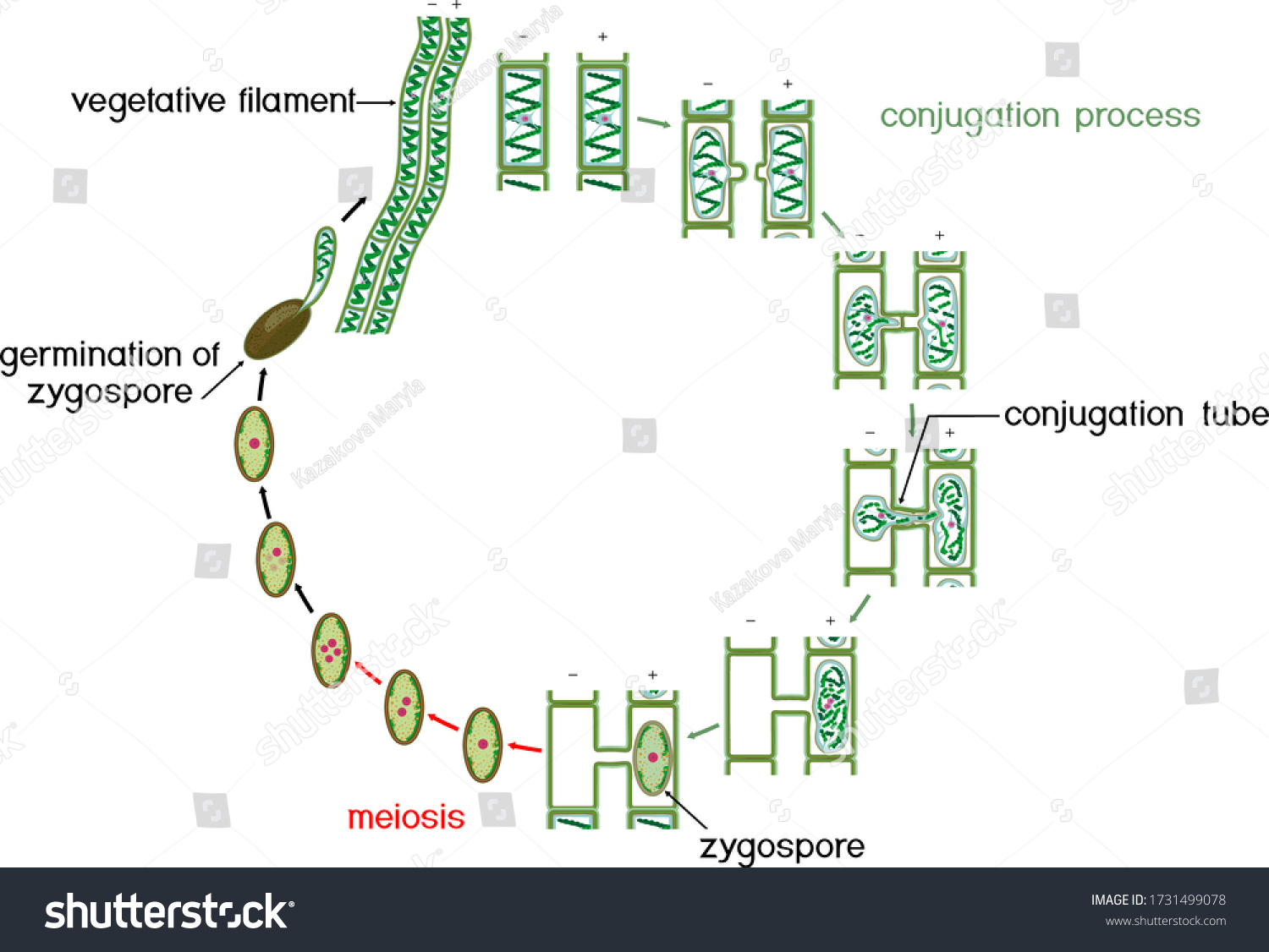 Цикл спирогиры. Цикл развития спирогиры. Спирогира водоросль размножение. Жизненный цикл спирогиры схема. Конъюгация водоросли спирогиры.