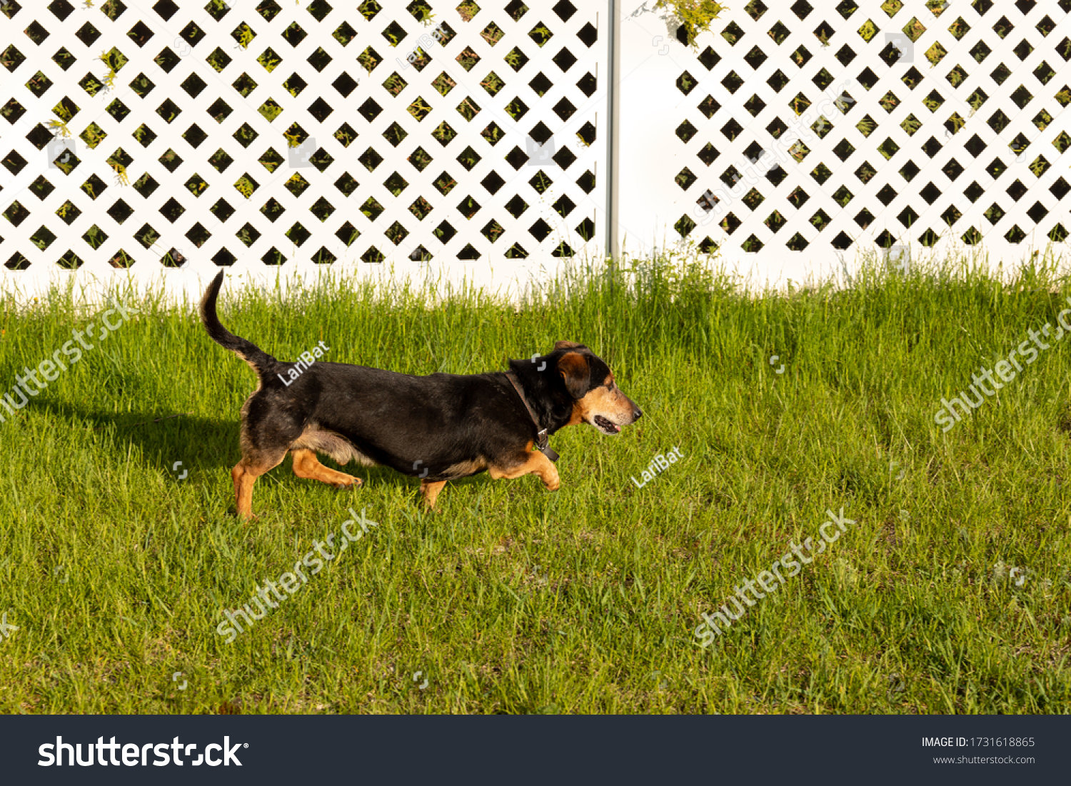 why does my dog run up and down the fence