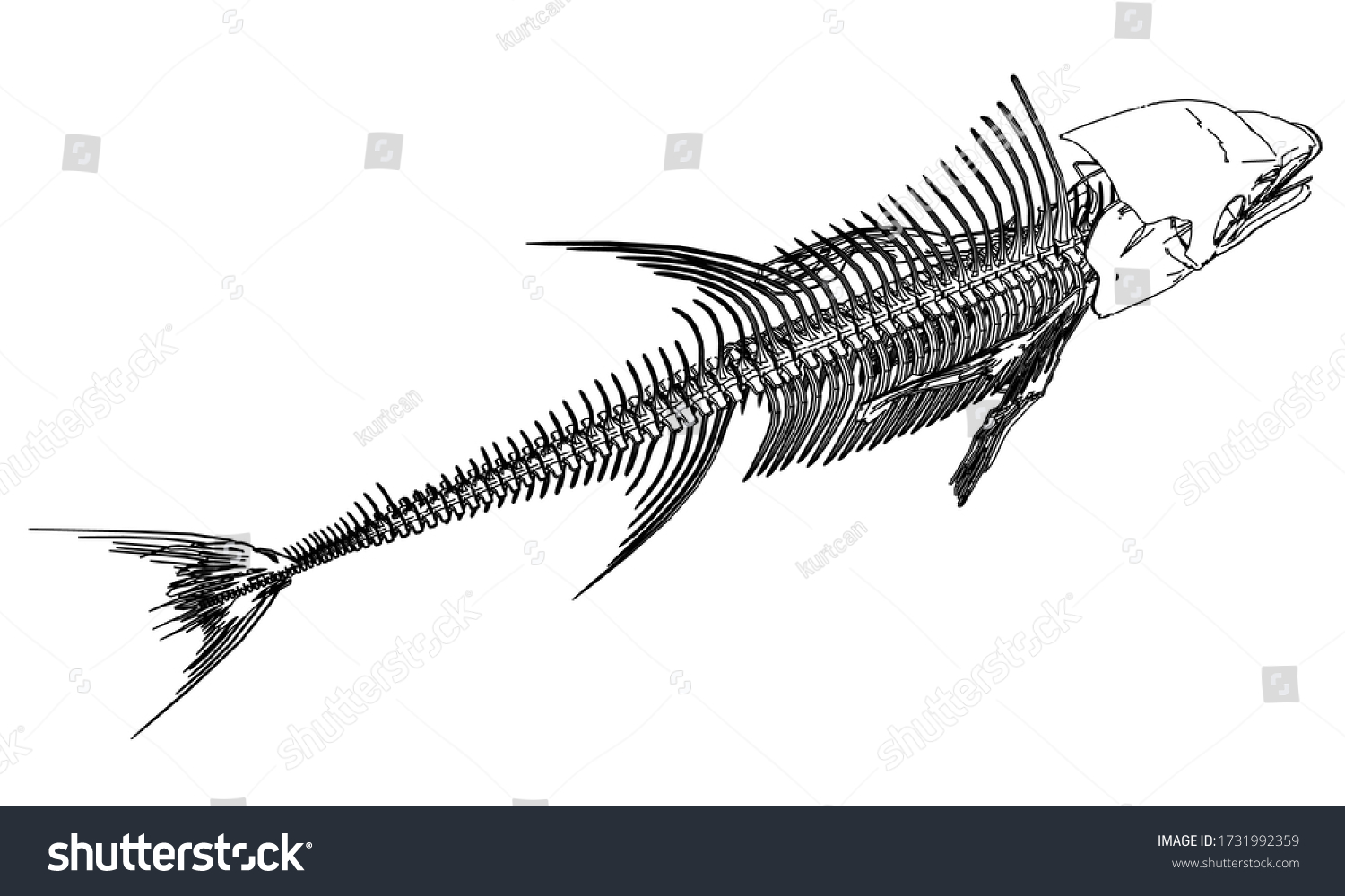 Tuna Fish Skeleton Lines Illustration Abstract Stock Vector (Royalty ...