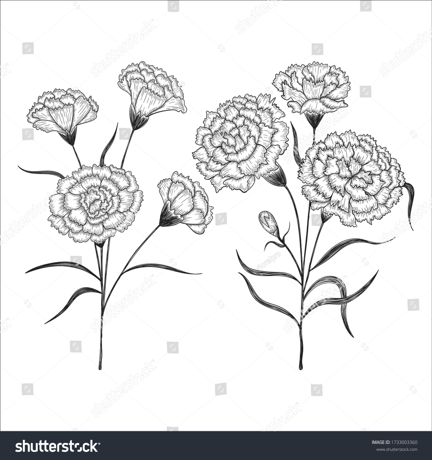 Hand Drawn Carnation Flowers Leaves Drawing Stock Vector (Royalty Free ...