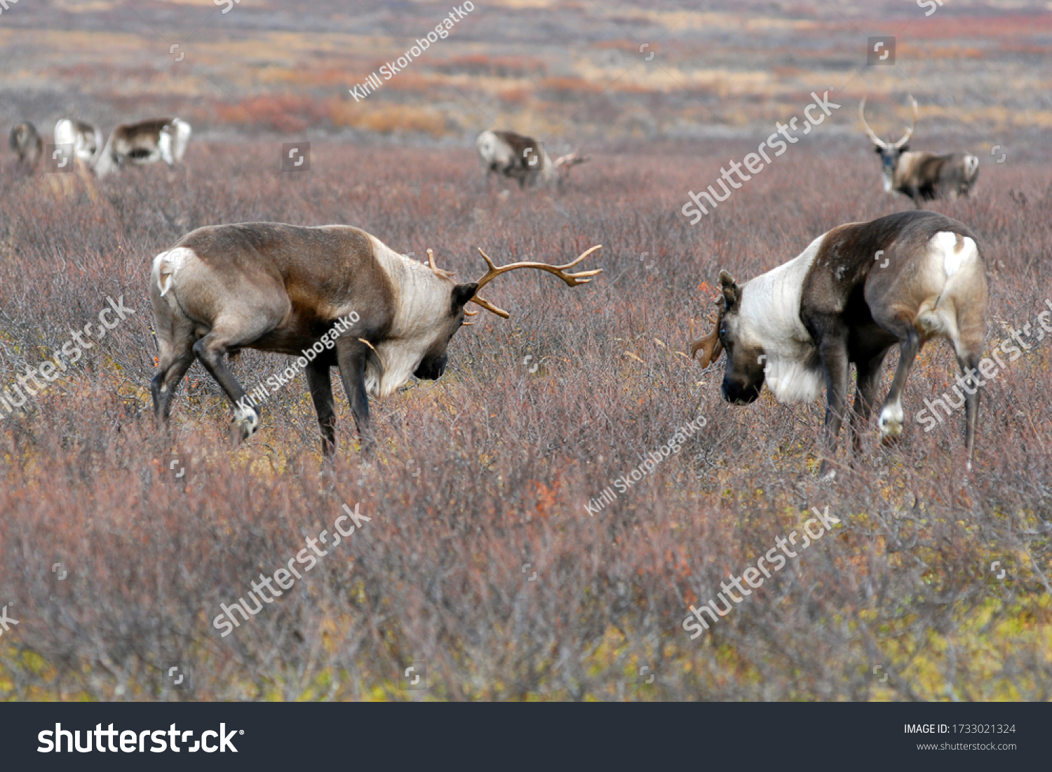 Male Reindeer Fighting During Breeding Season Stock Photo 1733021324 ...