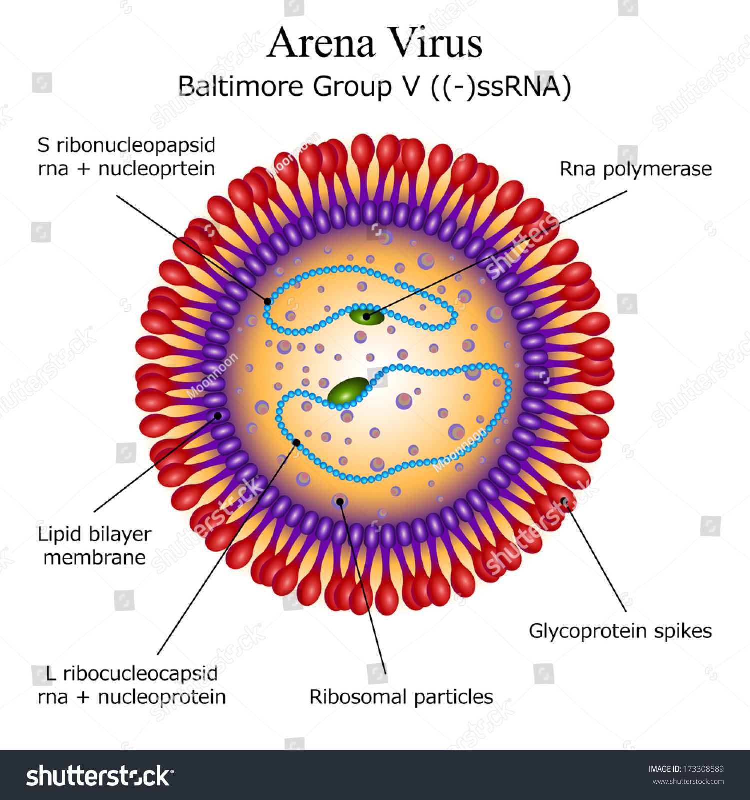 Diagram Arena Virus Particle Structure Stock Vector (Royalty Free ...