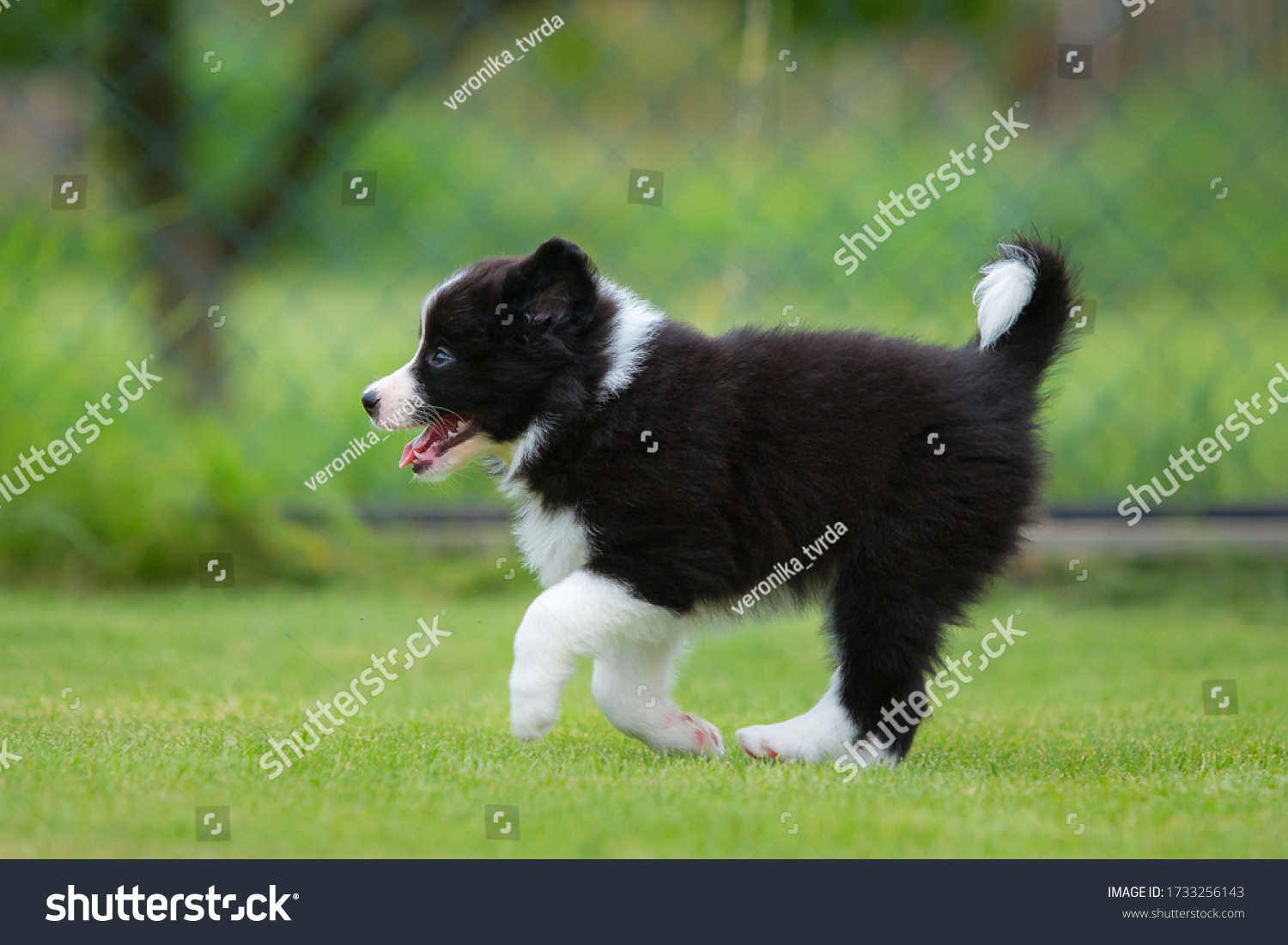 are border collies good running dogs