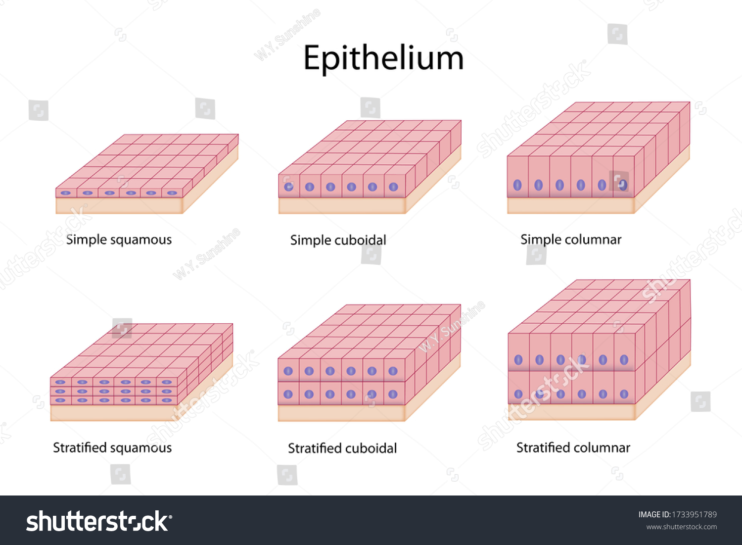 Education Chart Epithelium Shows Shape Size Stock Illustration ...