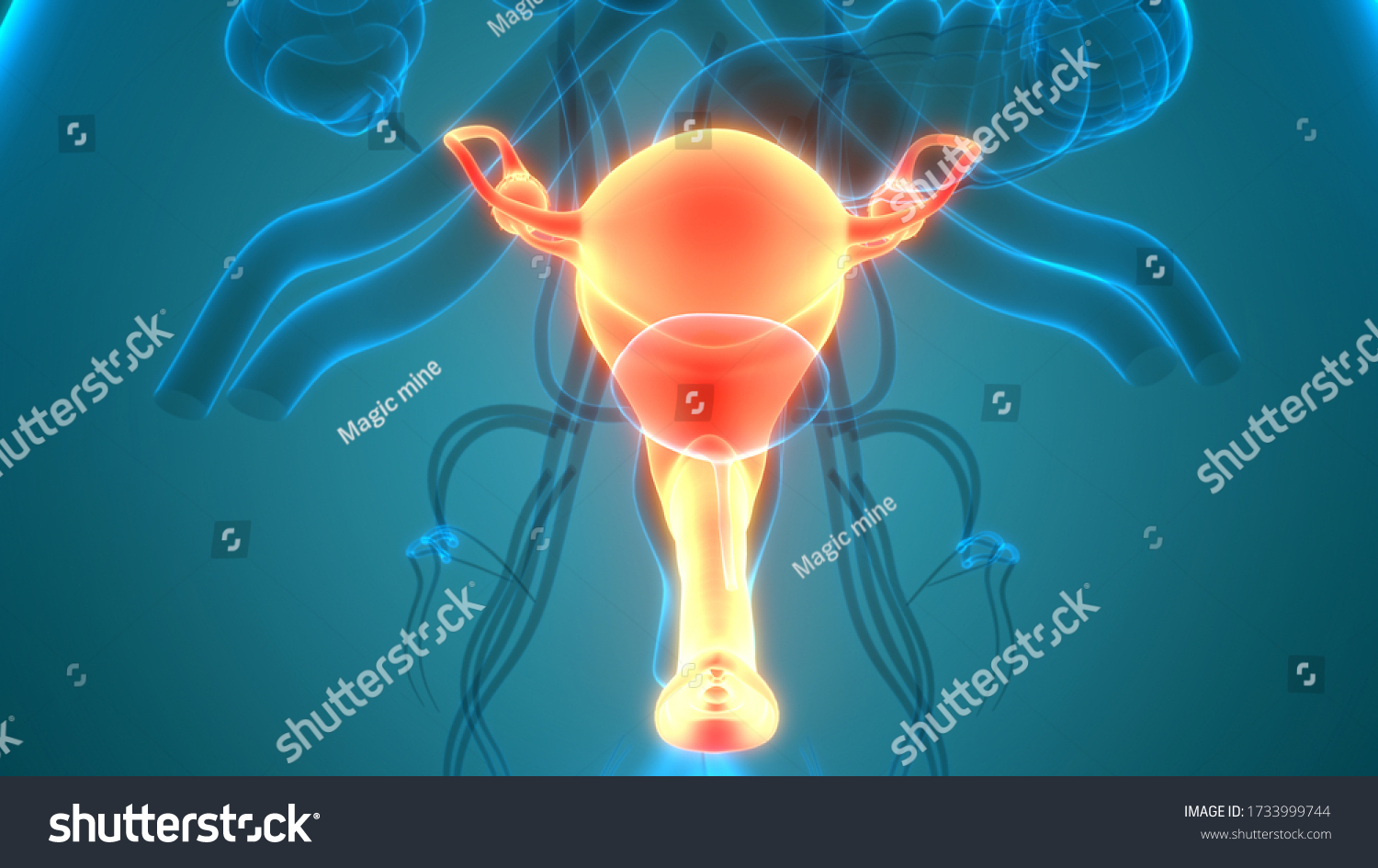 Female Reproductive System Nervous System Urinary Stock Illustration