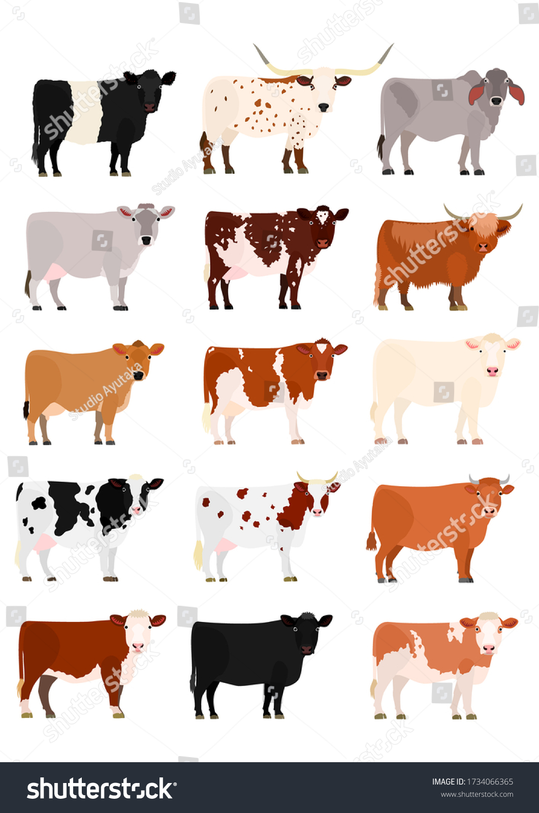 667 Belted galloway cattle Images, Stock Photos & Vectors | Shutterstock