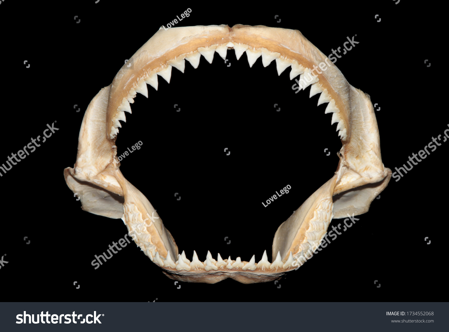 Bull Shark Jaws Bones Skeleton Black Stock Photo 1734552068 | Shutterstock