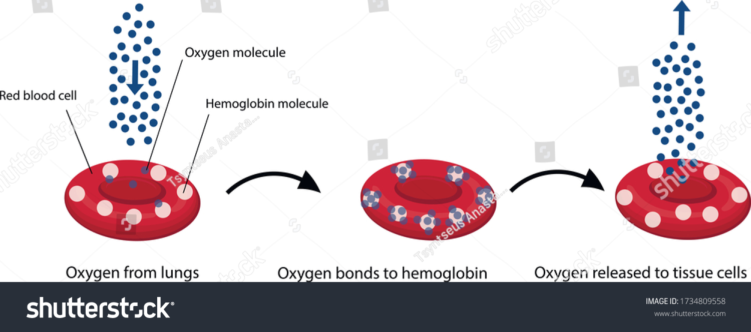 Vector Illustration Oxygen Hemoglobin Oxygen Transport Stock Vector ...