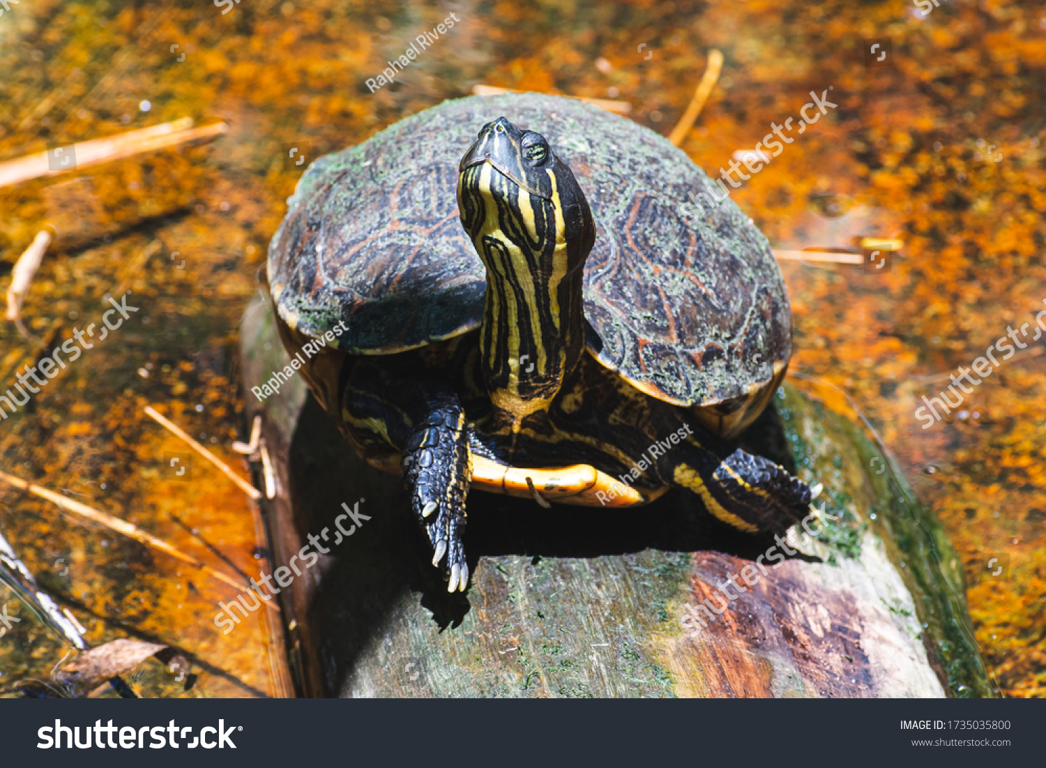 Cute Turtle Stretching Neck Smiling Enjoying Stock Photo 1735035800 ...