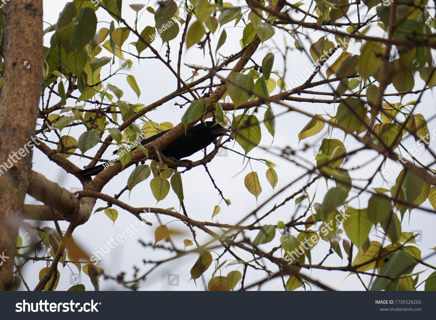 Ficus Religiosa Known Sacred Fig Tree Stock Photo 1735528265 | Shutterstock