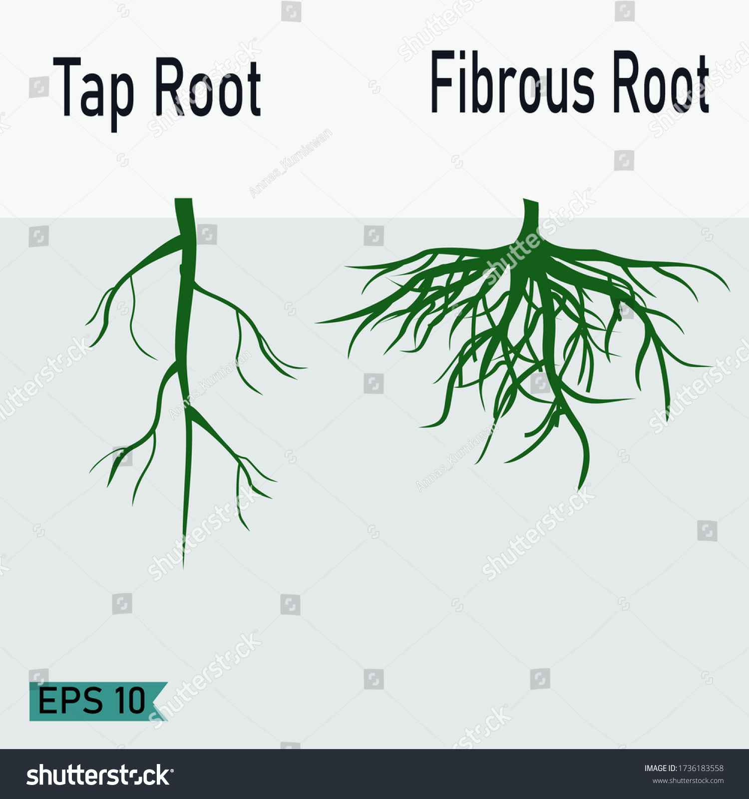 Taproot Fibrous Roots Flat Style Illustration Stock Vector Royalty