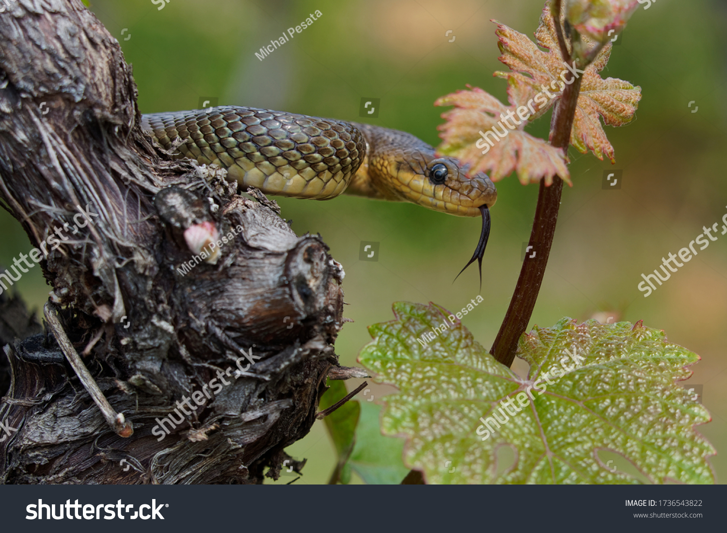 Tiger Snakes Notechis Scutatus Venomous Snake写真素材 Shutterstock