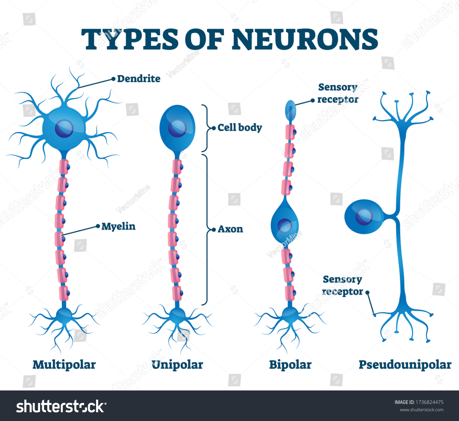 Types Neurons Vector Illustration Labeled Anatomical Stock Vector ...