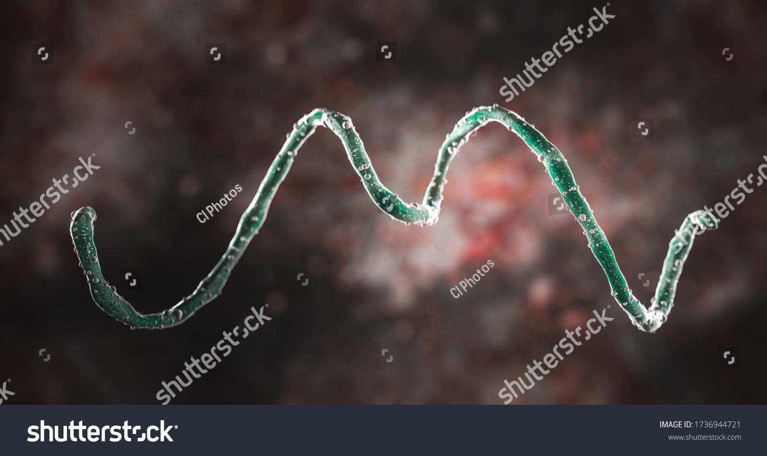 spirochetes gram stain