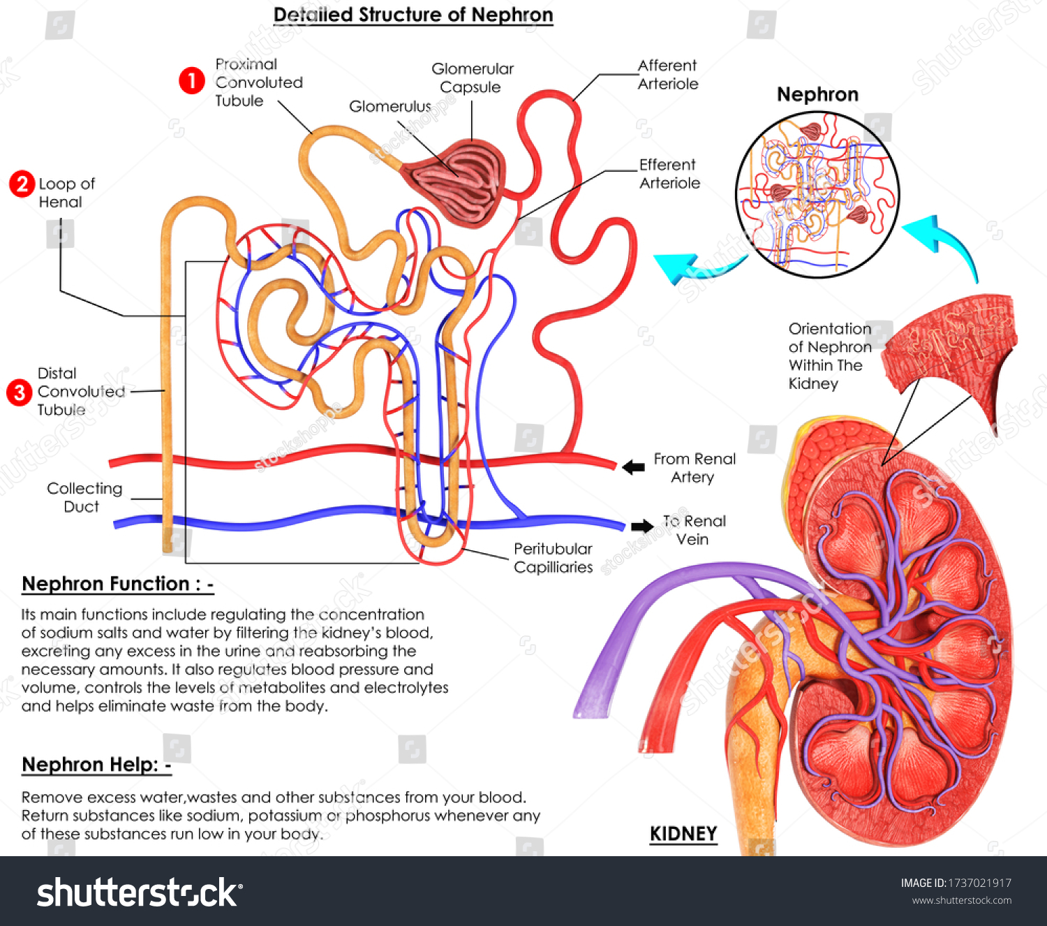 3d Image Render Detailed Structure Nephron Stock Illustration ...