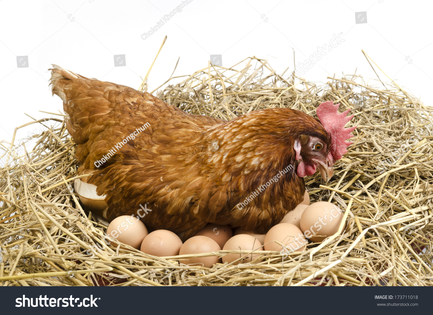 К чему снятся куры и цыплята. Курочка высиживает яйца. Куры несушки наседки. Курочка в гнезде. Курица с яйцами.