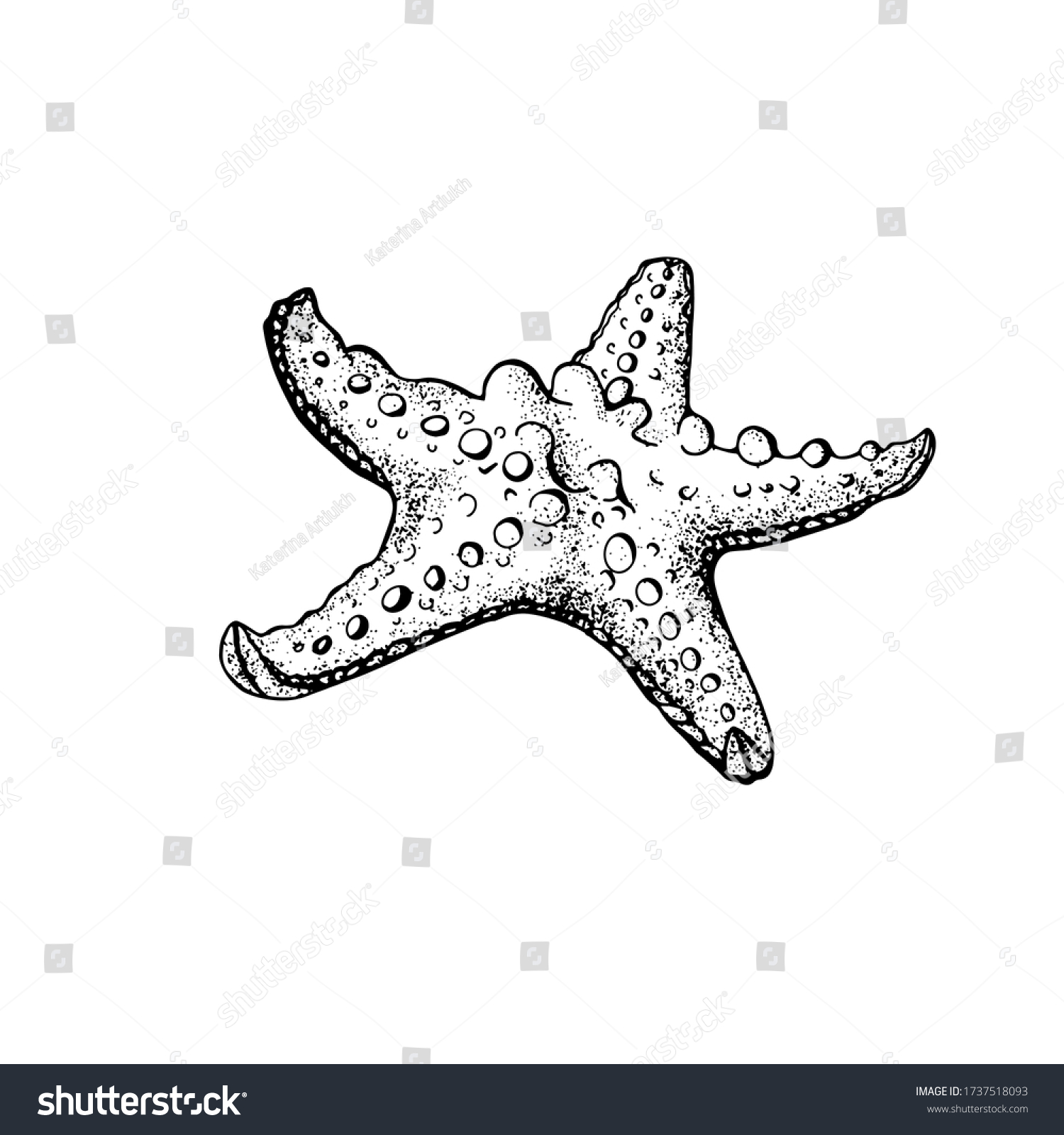 Starfish Outline Drawing Vector Illustration Isolated Stock Vector ...