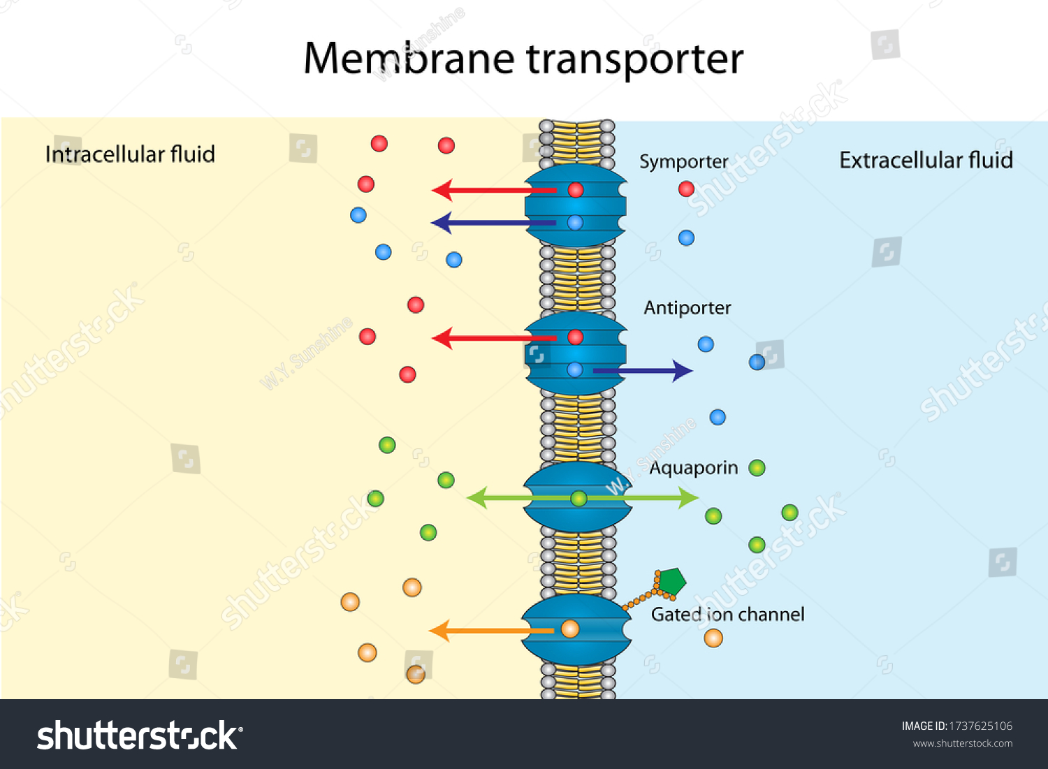 Small Molecules Ions Across Lipid Bilayer Stock Illustration 1737625106 Shutterstock 3434