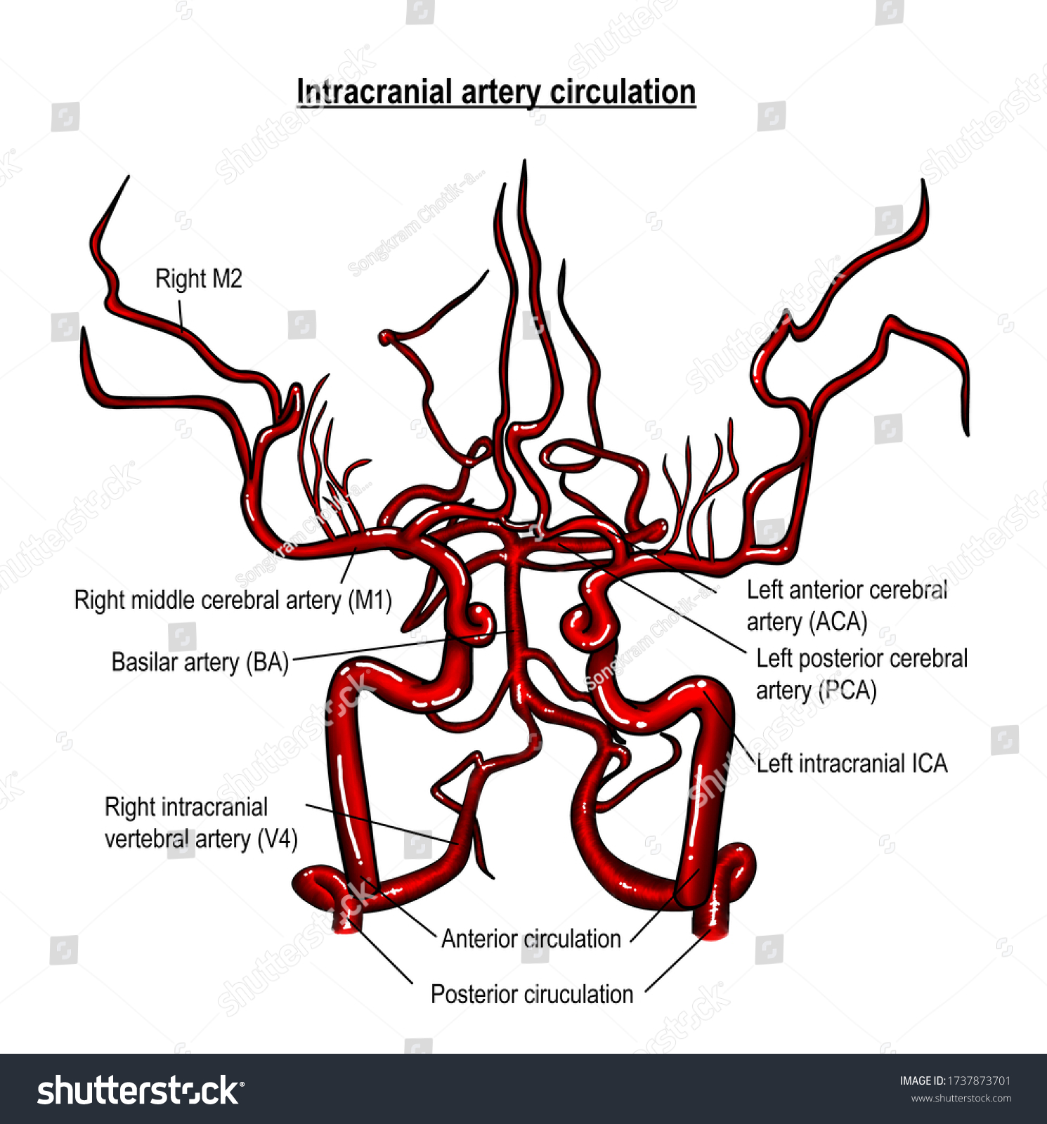 Arteries Supplying Brain Brain Stem They Stock Illustration 1737873701 ...