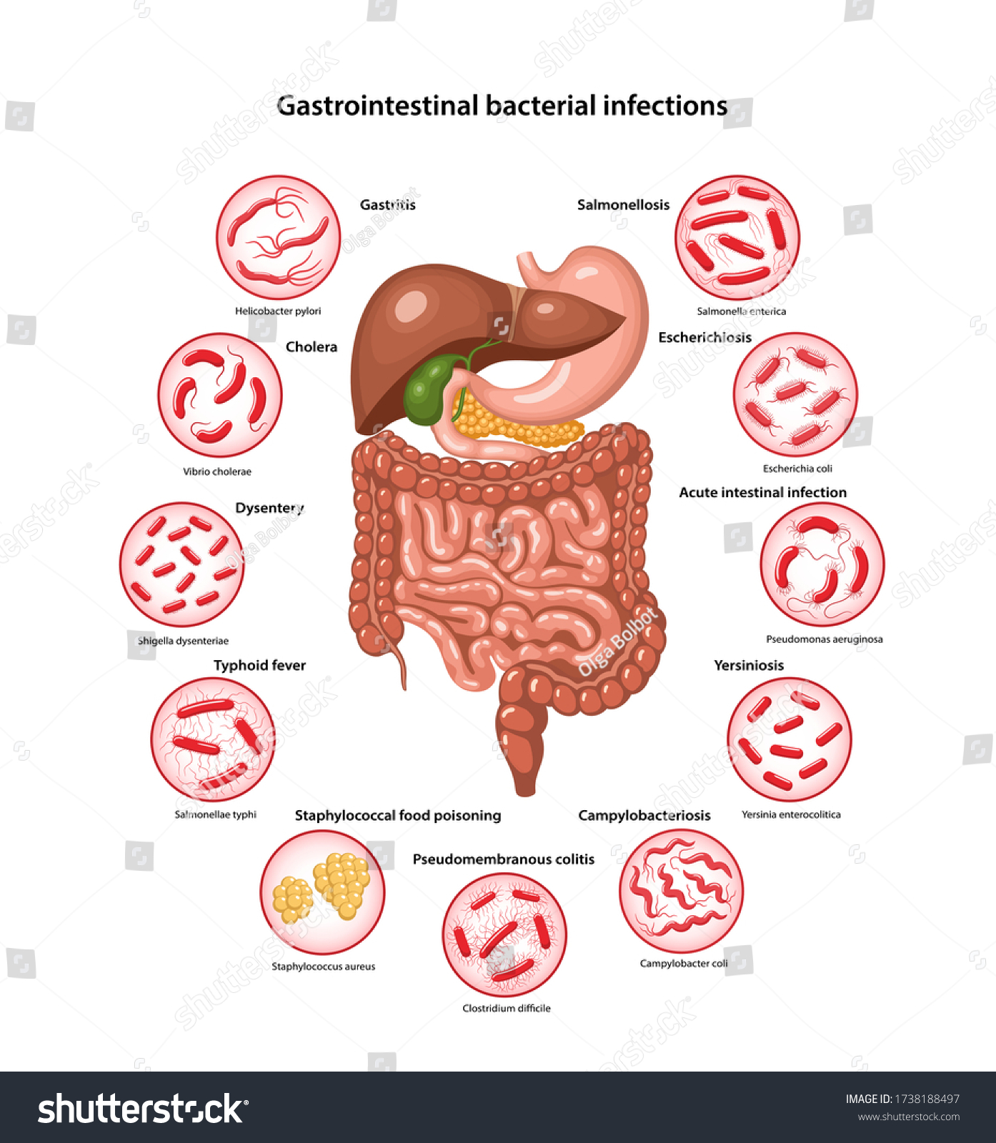 Page Template Image Digestive System Bacteria Stock Vector (Royalty ...