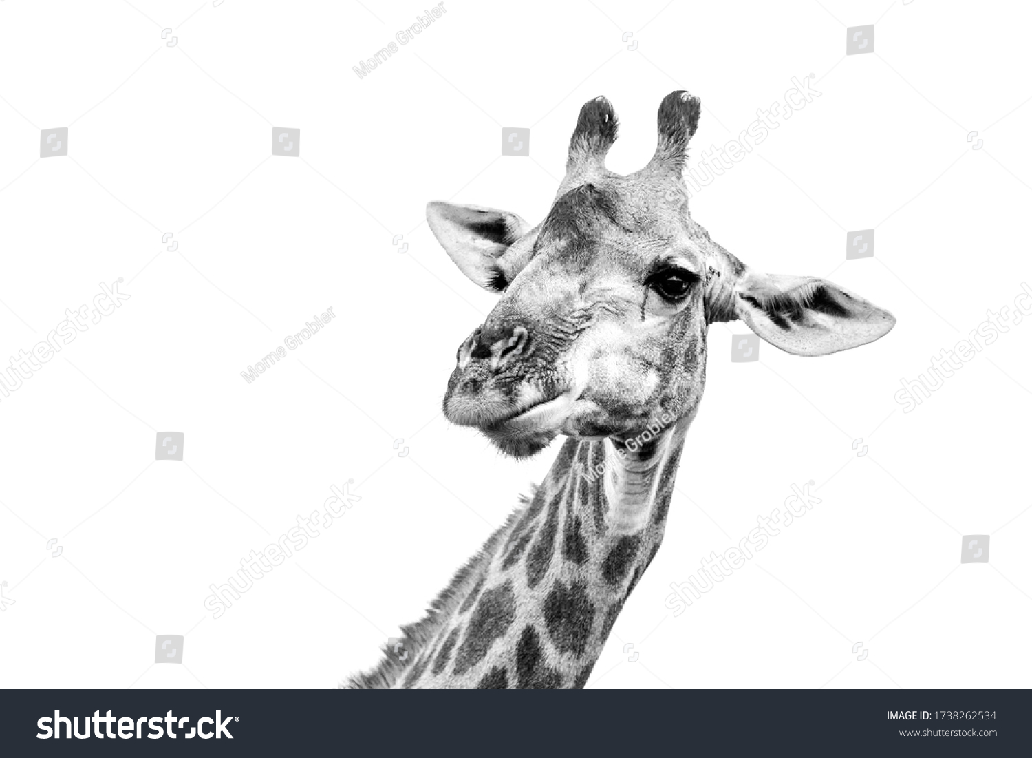 Wild African Giraffe Black White Stock Photo 1738262534 | Shutterstock