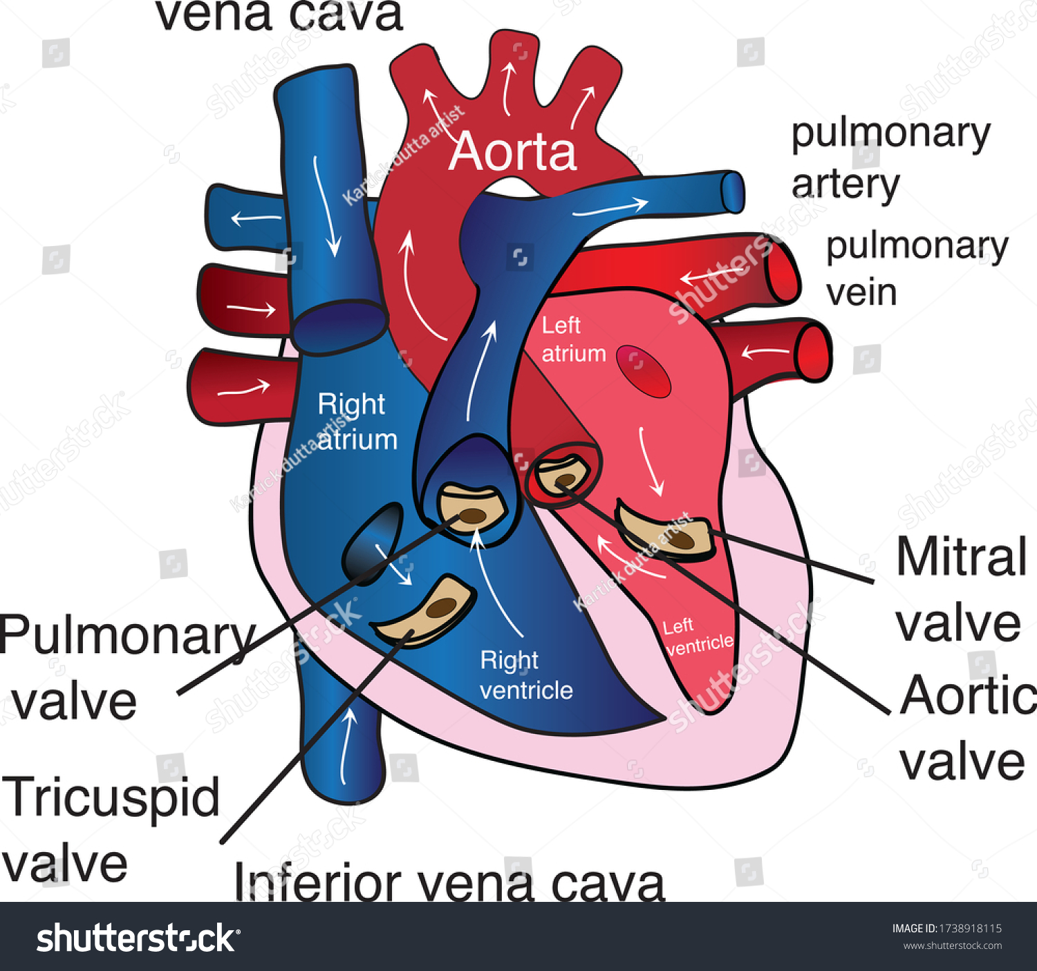 Medical Structure Heart Anatomy Illustrationeducational Diagram Stock ...