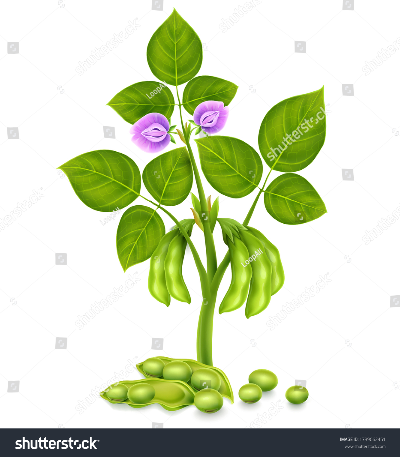 Soy Plant Beans Green Leaves Flowers Stock Vector (Royalty Free ...