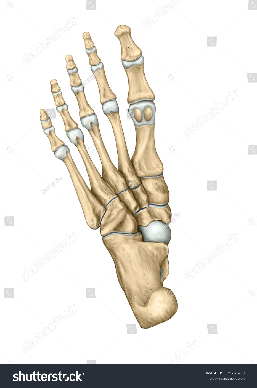 Bones Foot Medicine Anatomy Stock Illustration 1739281490 | Shutterstock