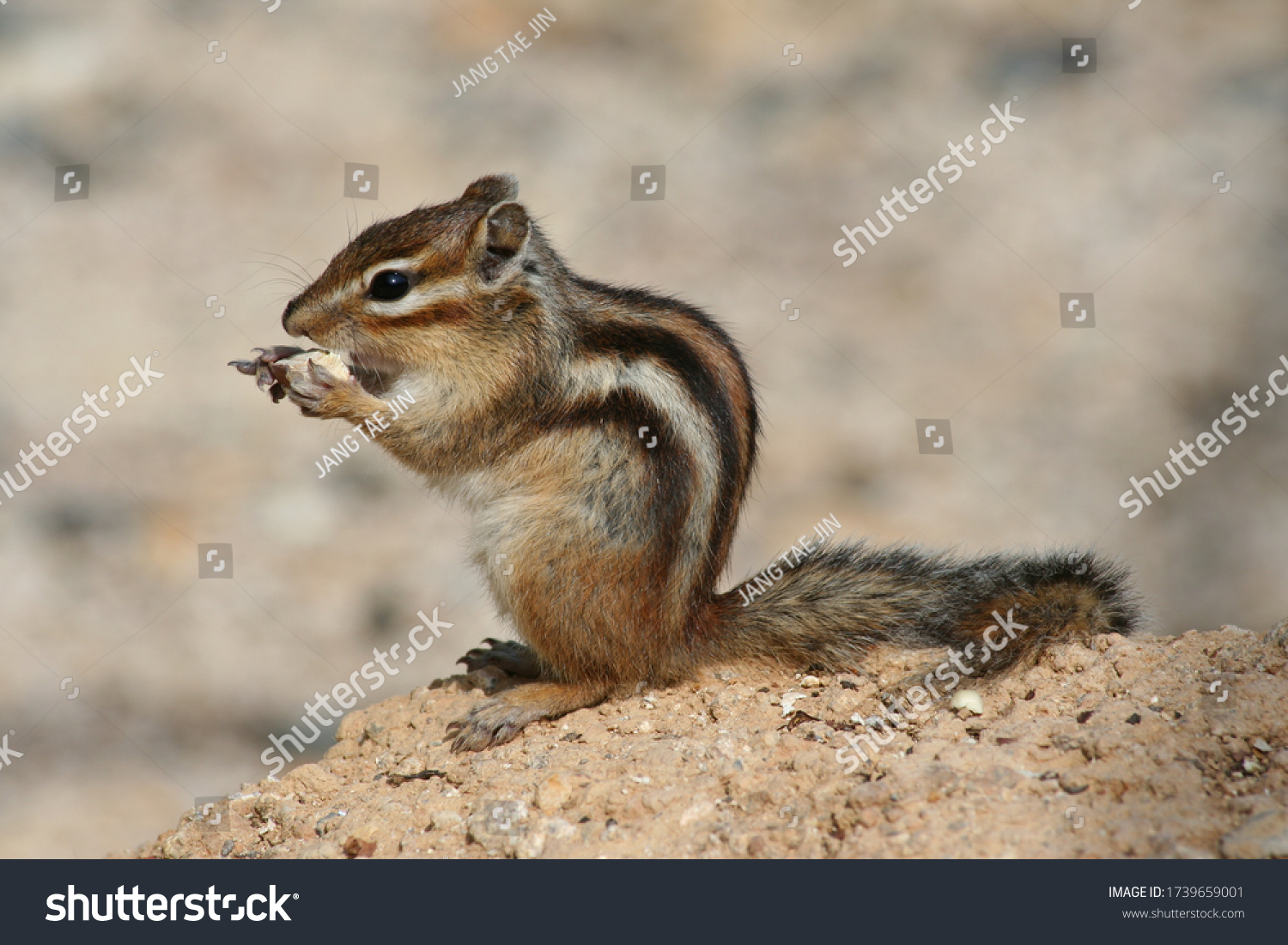 Small Cute Korean Striped Squirrels Stock Photo 1739659001 Shutterstock