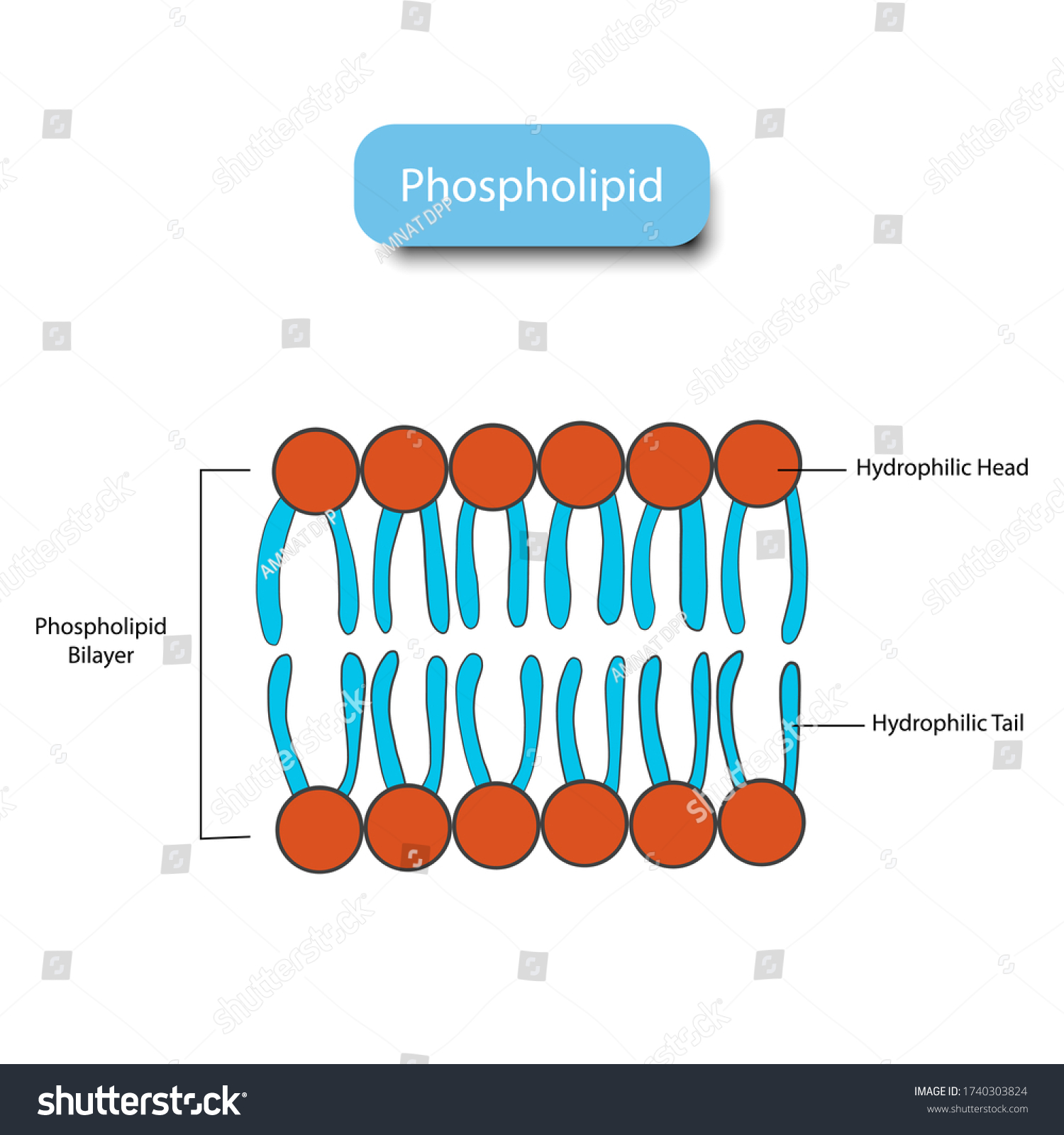 Phospholipid On White Vector Illustration Stock Vector (Royalty Free ...