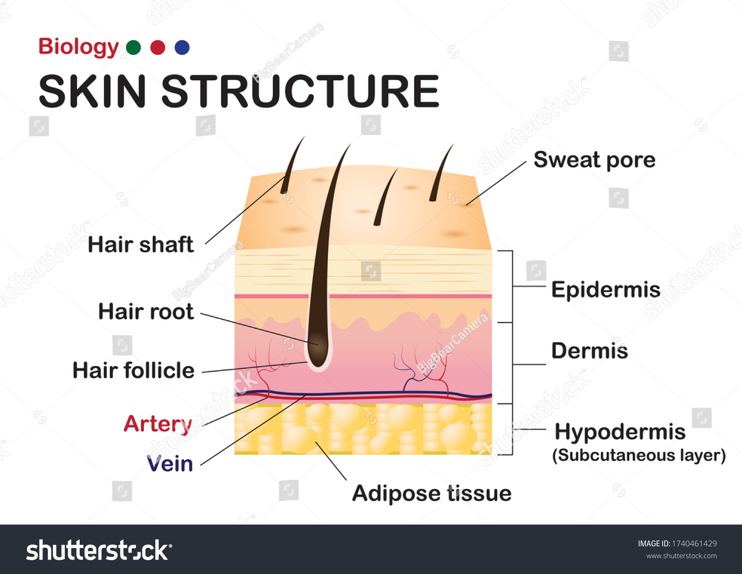 Dermatology Diagram Show Structure Layers Skin Stock Vector (Royalty ...