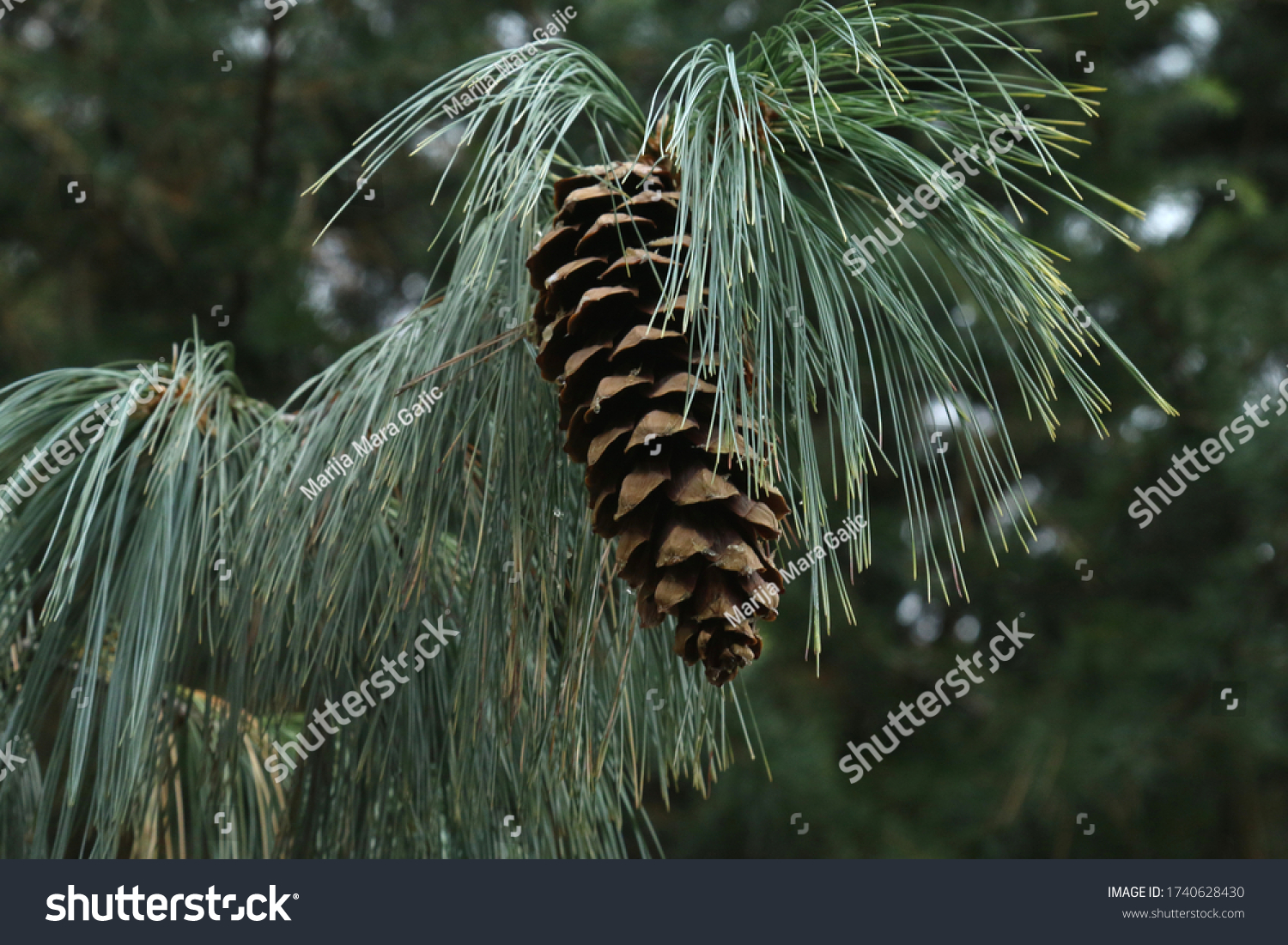 Cone Needles Himalayan Pine Pinus Wallichiana Stock Photo 1740628430