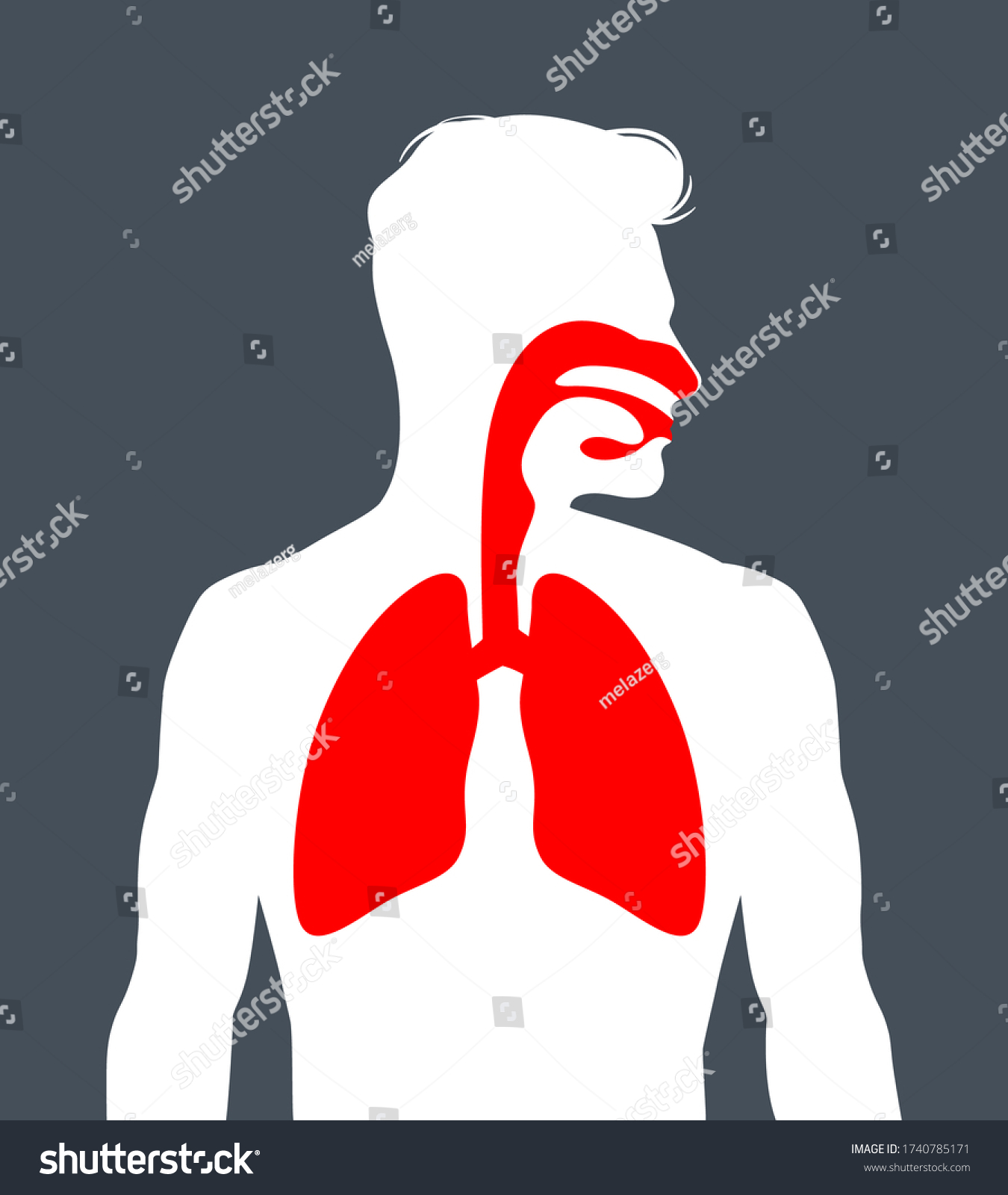 Human Respiratory System Vector Illustration Stock Vector (Royalty Free ...