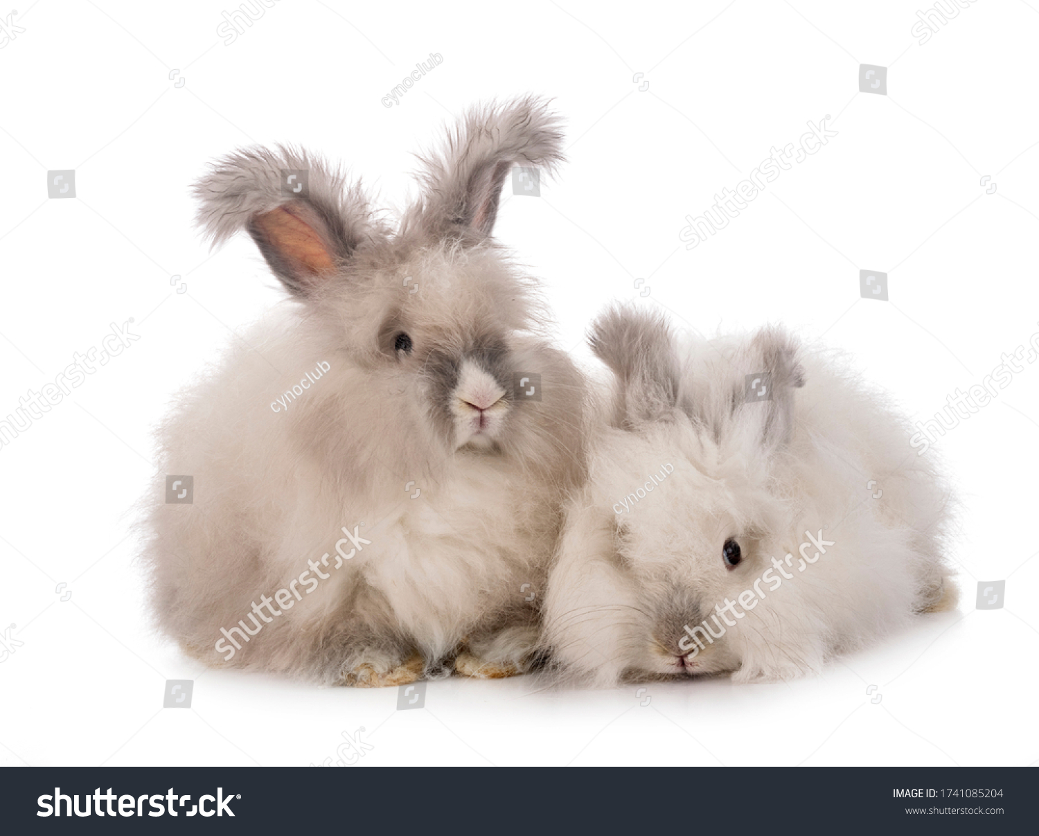 english angora rabbit colors