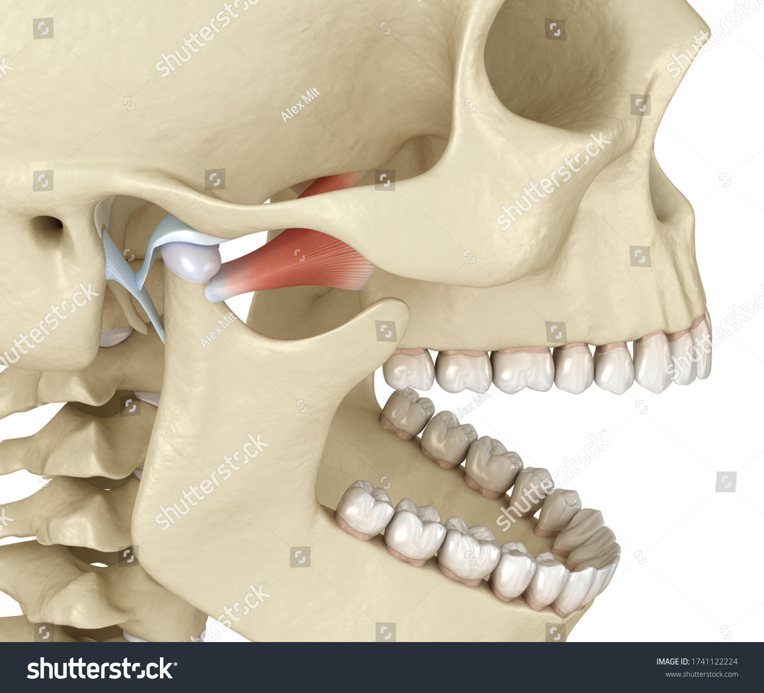 Tmj Temporomandibular Joints Healthy Occlusion Anatomy Stock ...