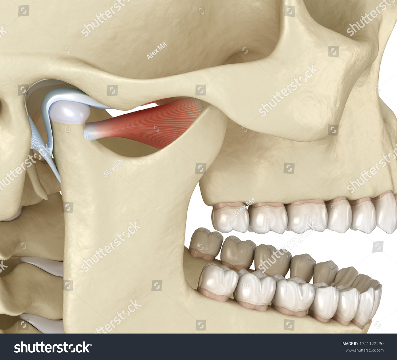 Tmj Temporomandibular Joints Healthy Occlusion Anatomy Stock ...