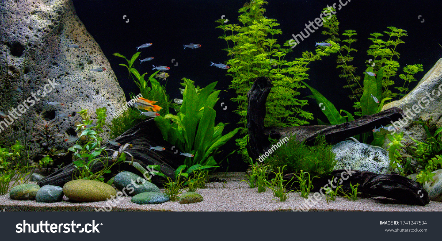 Beautiful Aquarium Juwel Aquarium 450 Liters Stock Photo 1741247504 