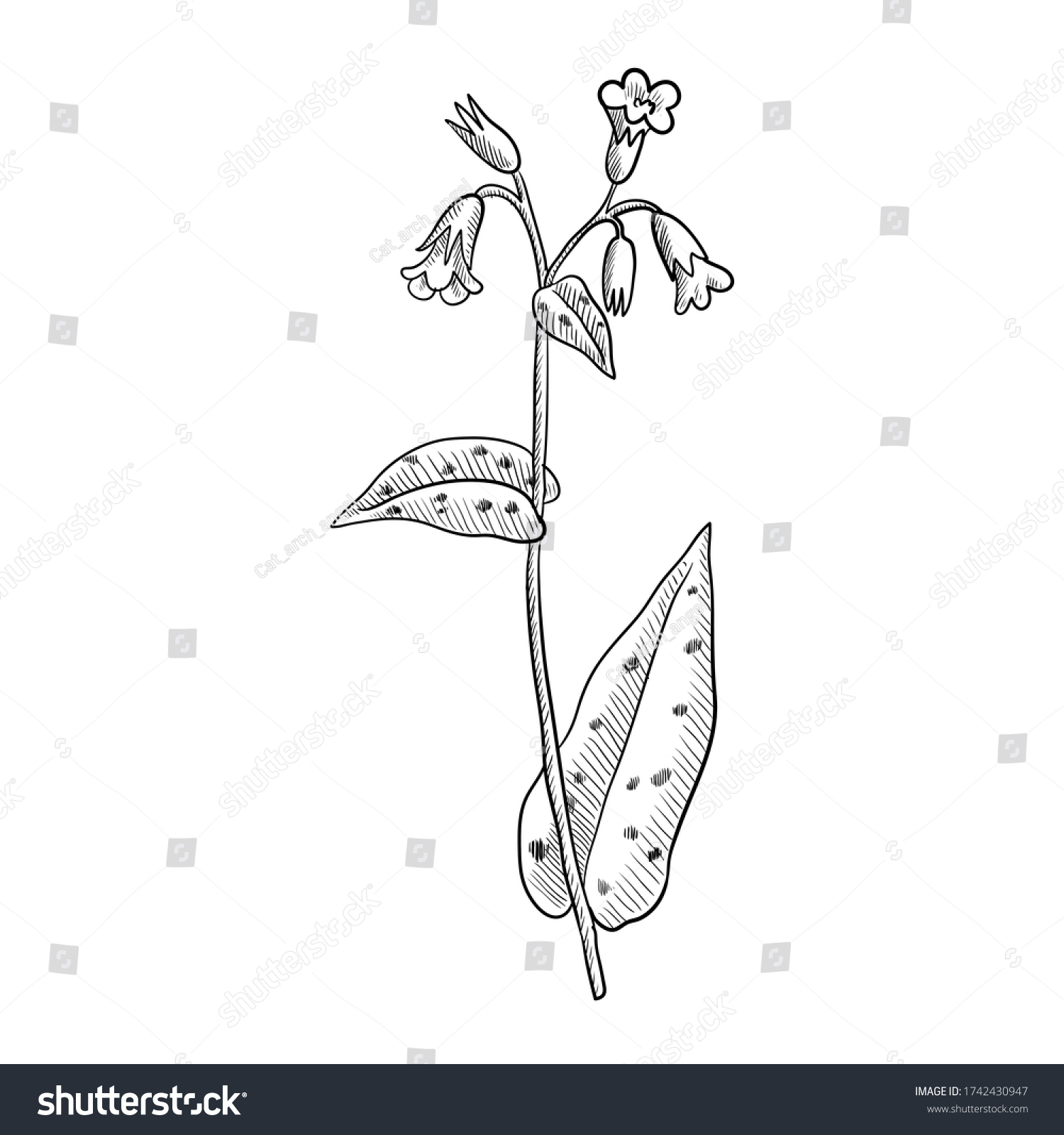 Vector Drawing Lungwort Pulmonaria Officinalis Hand Stock Vector ...