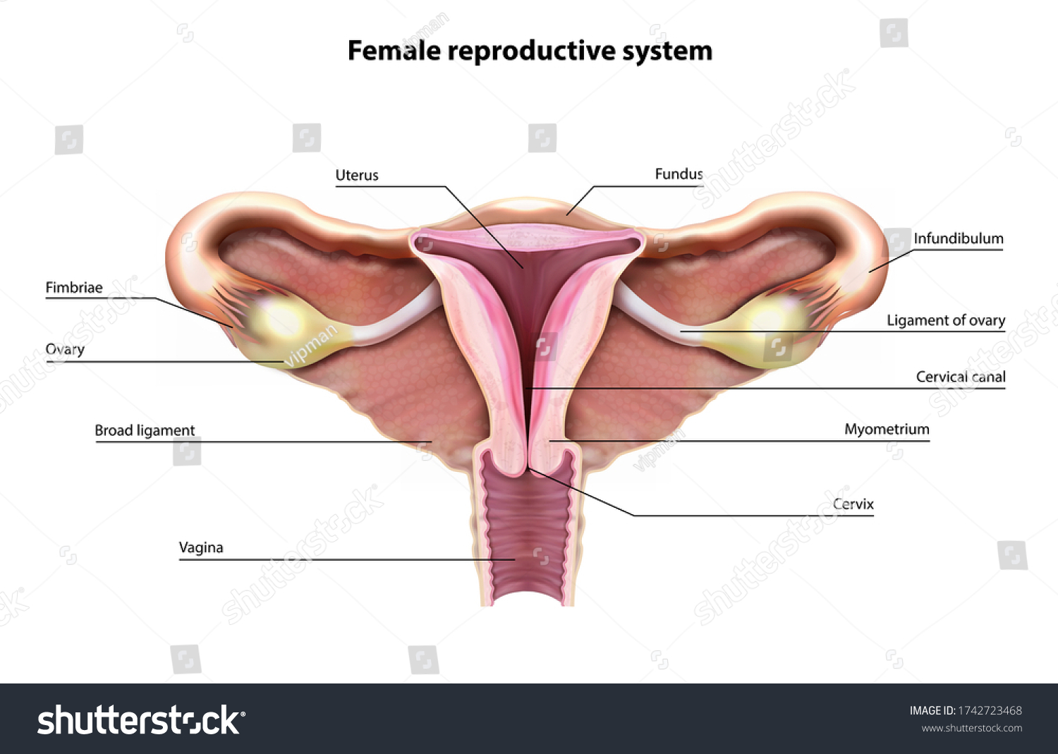 The Inside Of A Pussy