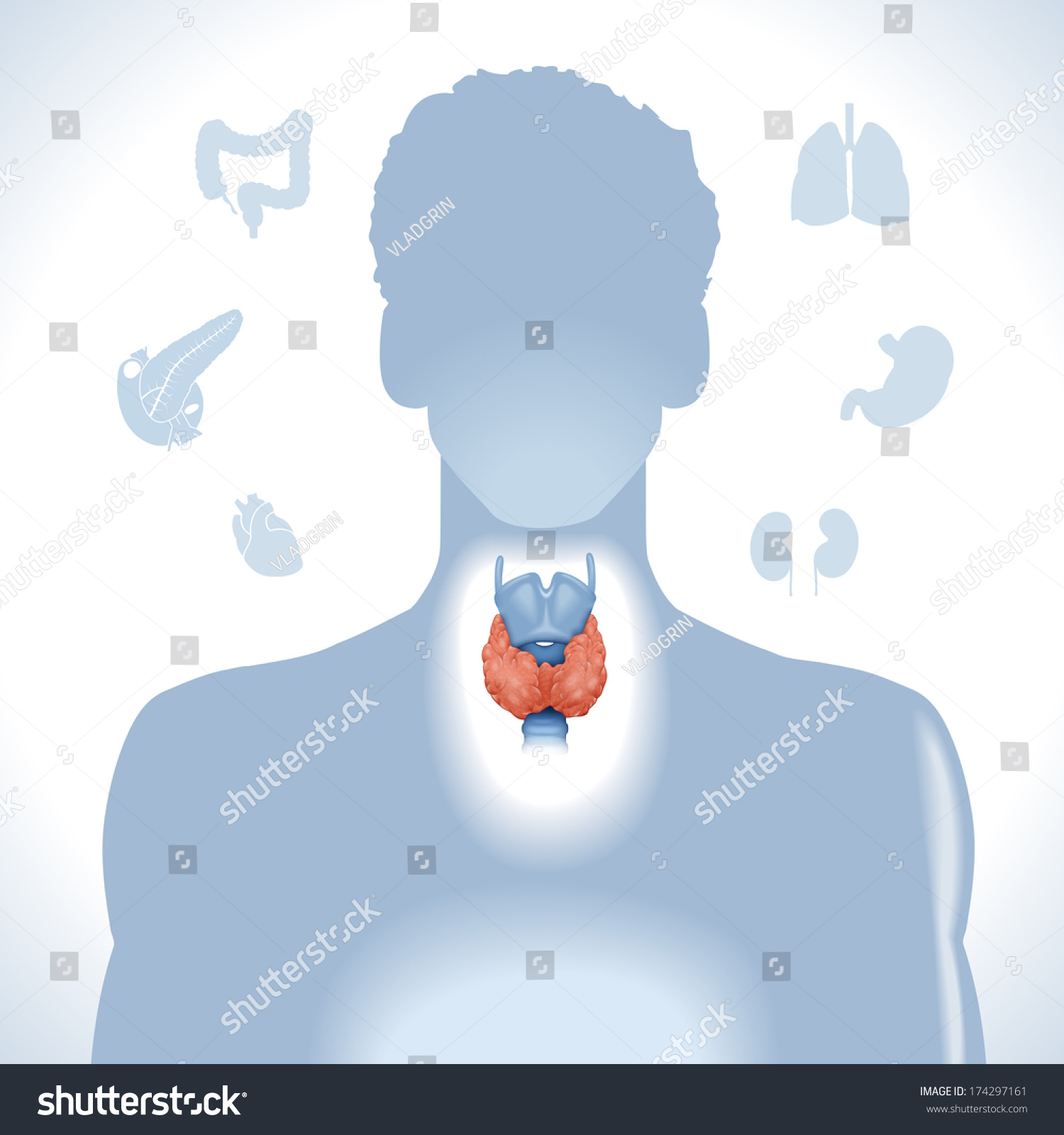 Thyroid Modern Medical Infographics Internal Organs Stock Vector ...